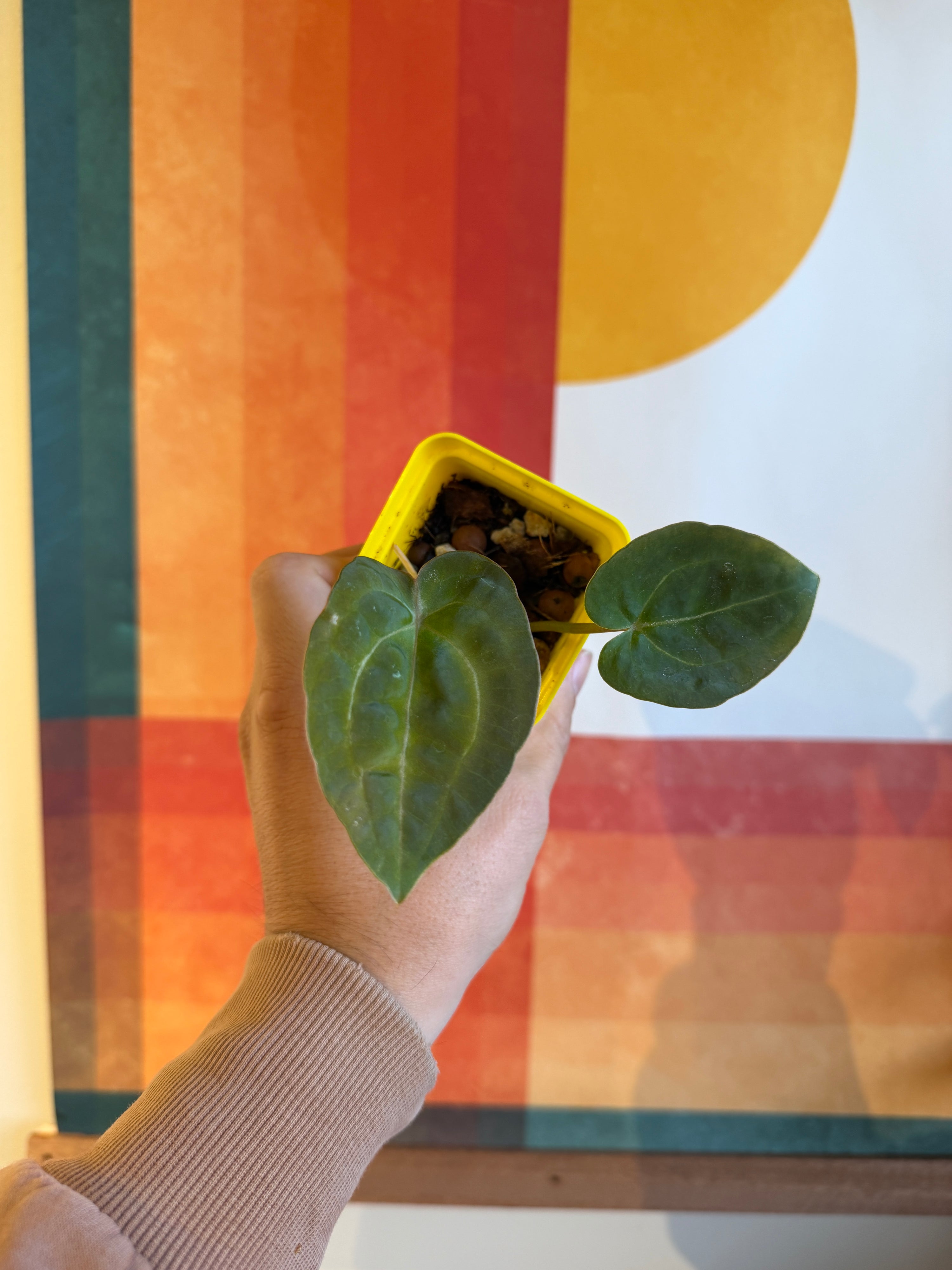 'Purple Spider' x 'Purple Magaos' Standout 1