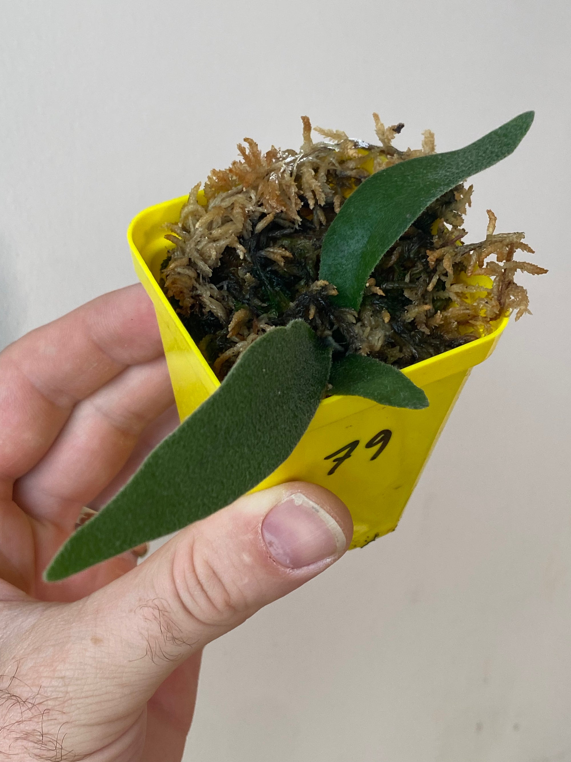 Platycerium wolverine aka veitchii x wilinckii 79