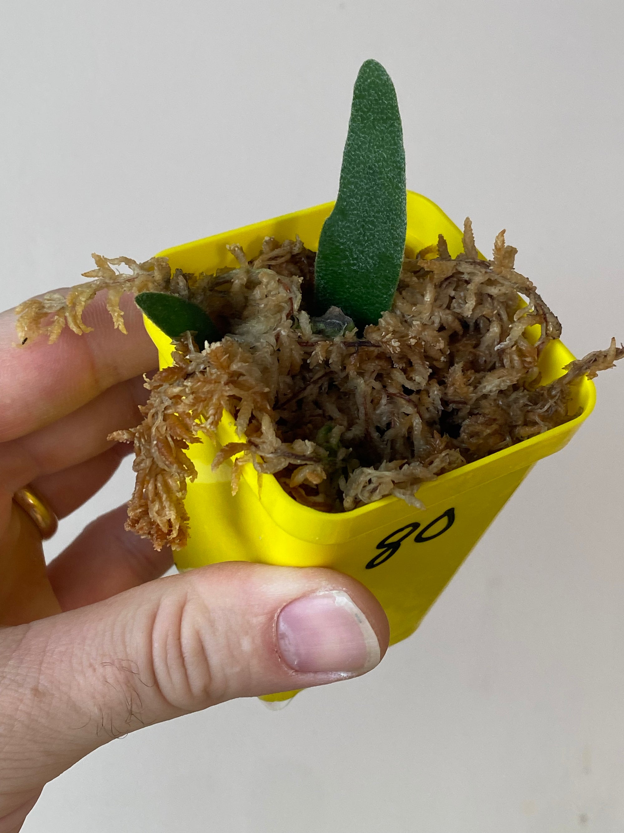Platycerium wolverine aka veitchii x wilinckii 80