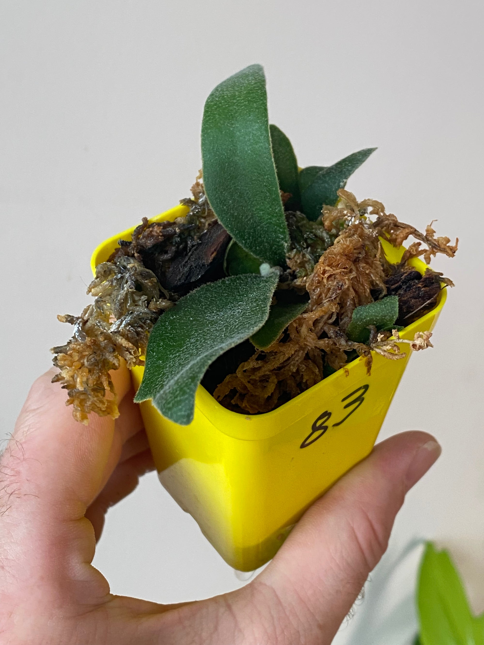 Platycerium wolverine aka veitchii x wilinckii 83