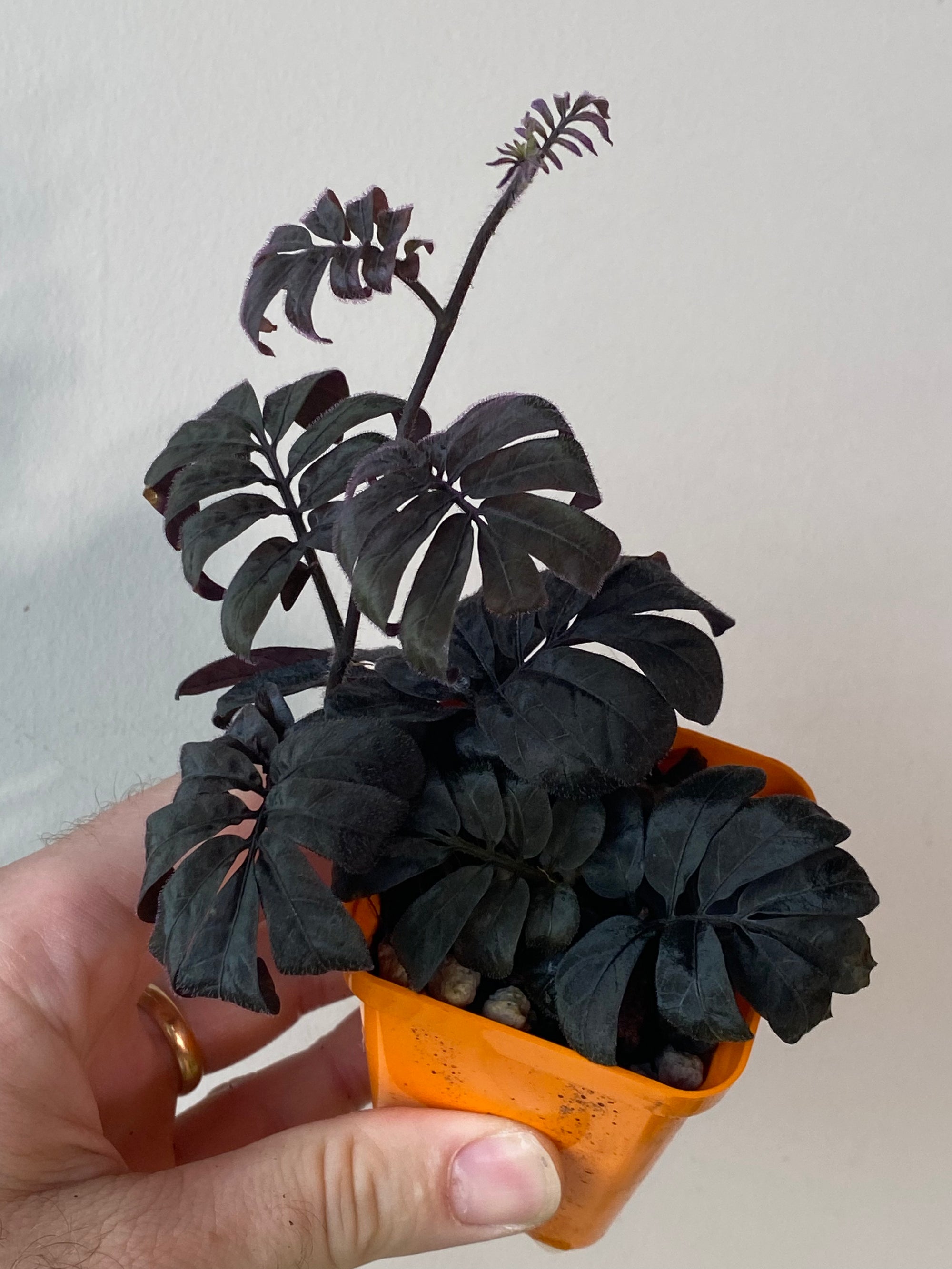 Solanum uleanum -  plant starter pot GROWER’S CHOICE