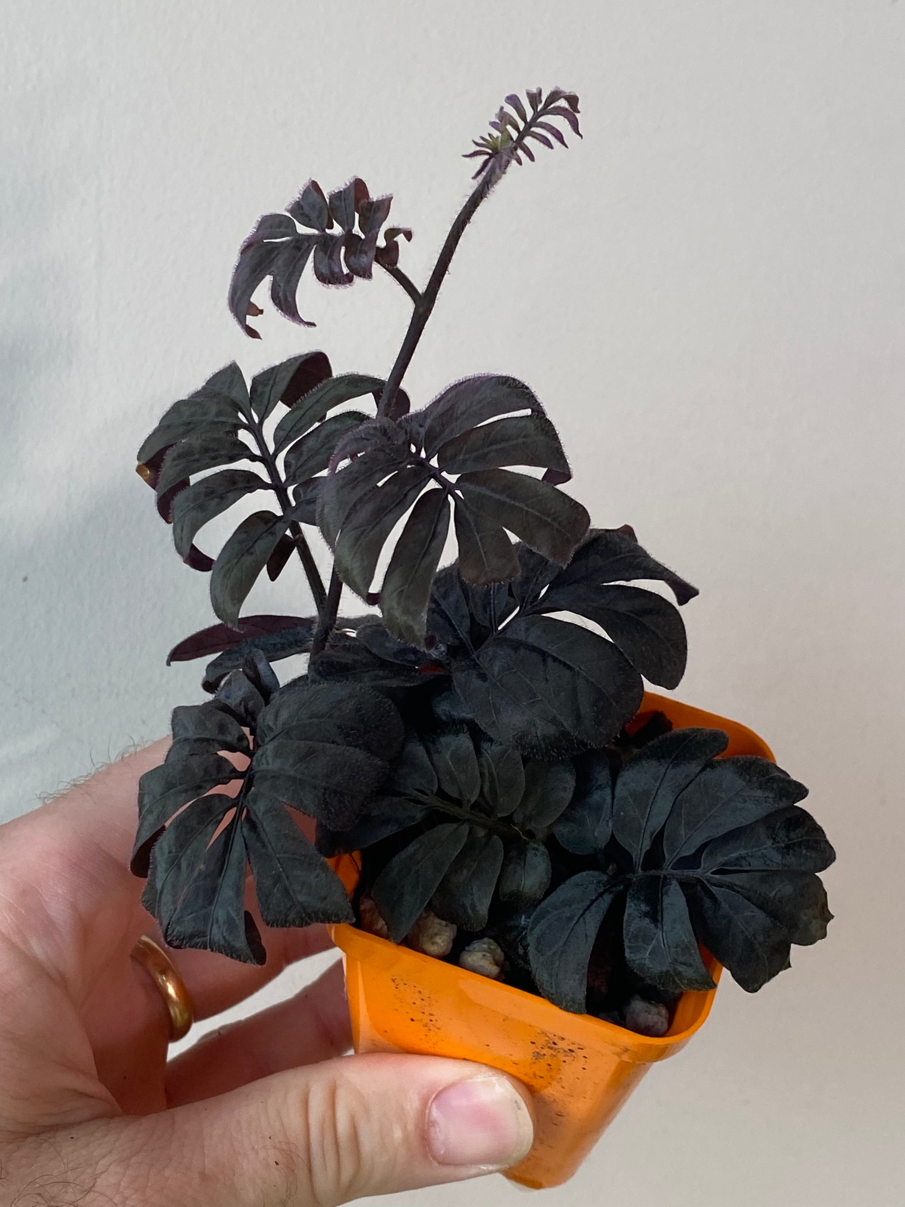 Solanum uleanum -  plant starter pot GROWER’S CHOICE