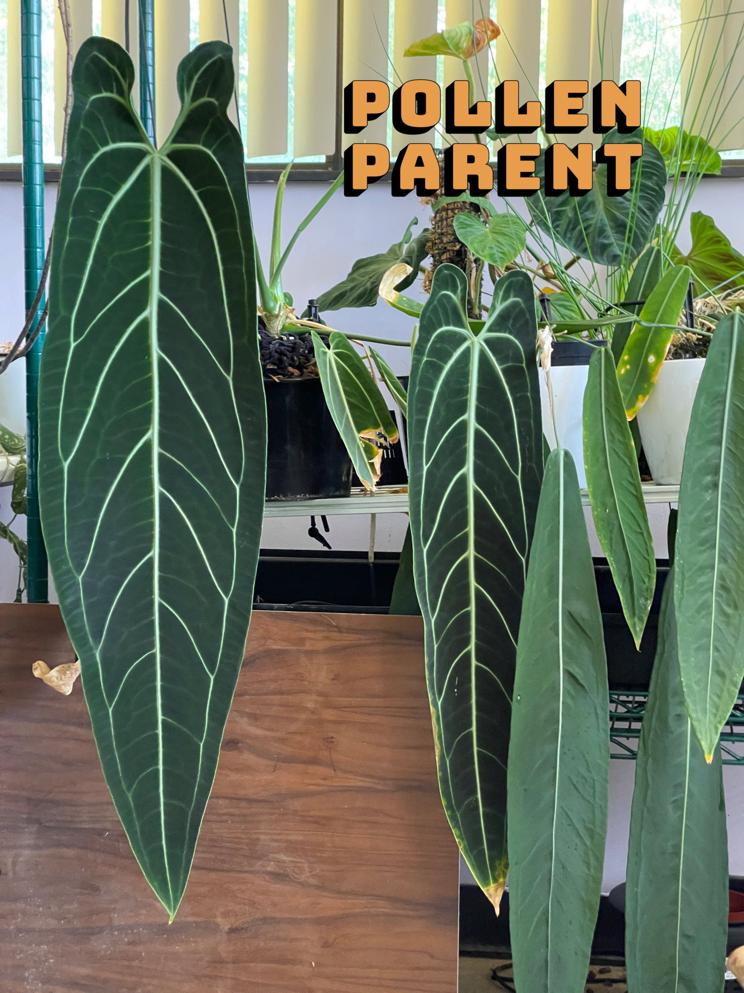 Anthurium Warocqueanum 9w