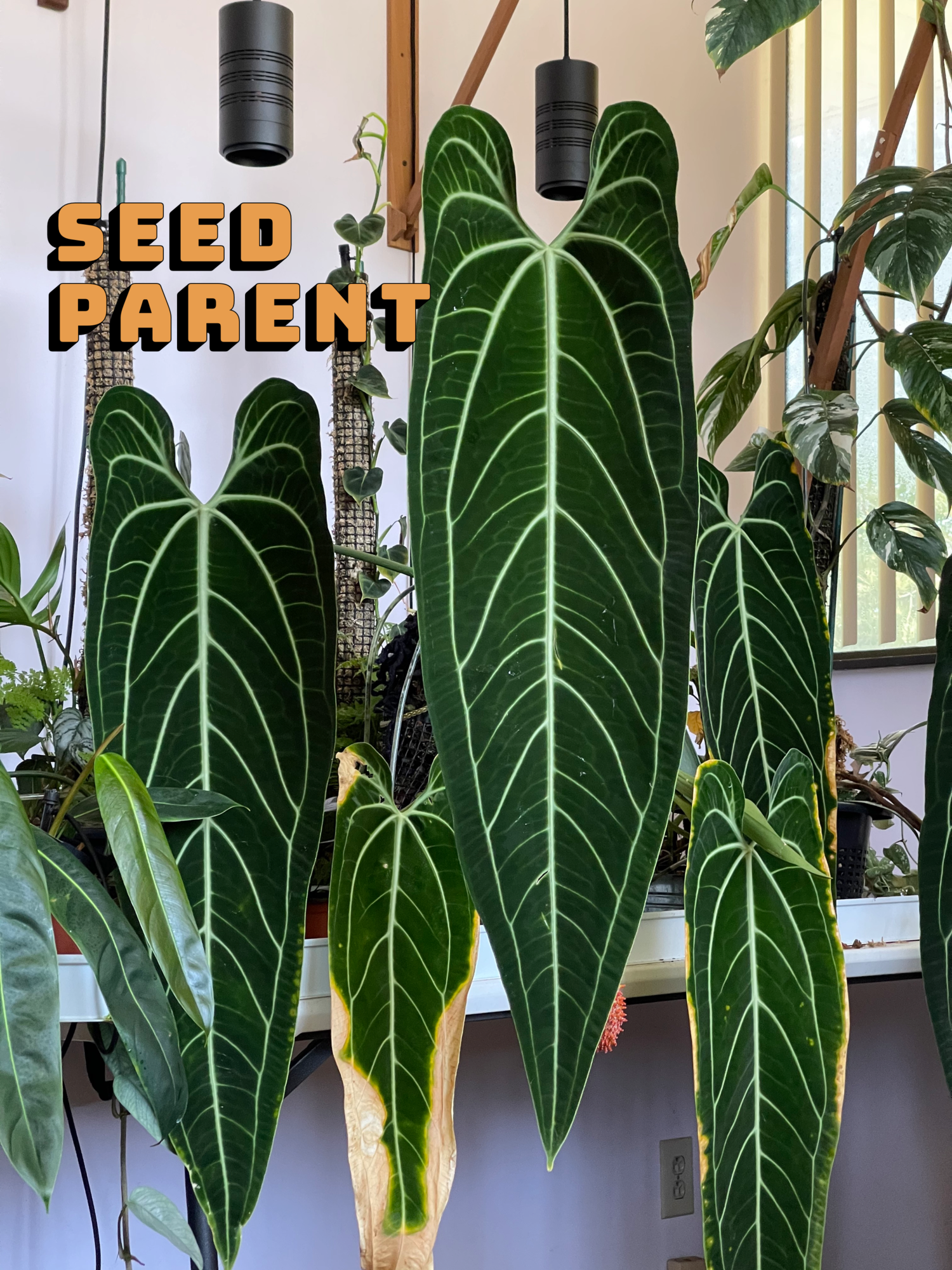 Anthurium Warocqueanum 9w