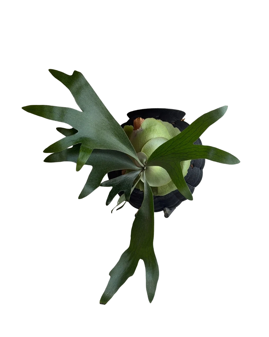 Black Rousseau Orb planted with a broad-frond staghorn fern