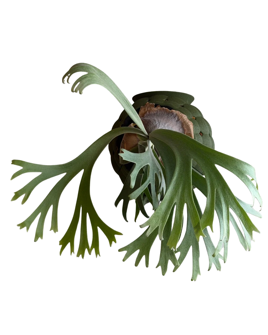 Green Rousseau Orb planted with a long-frond staghorn fern
