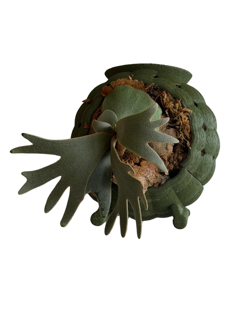 Green Rousseau Orb planted with a compact staghorn fern