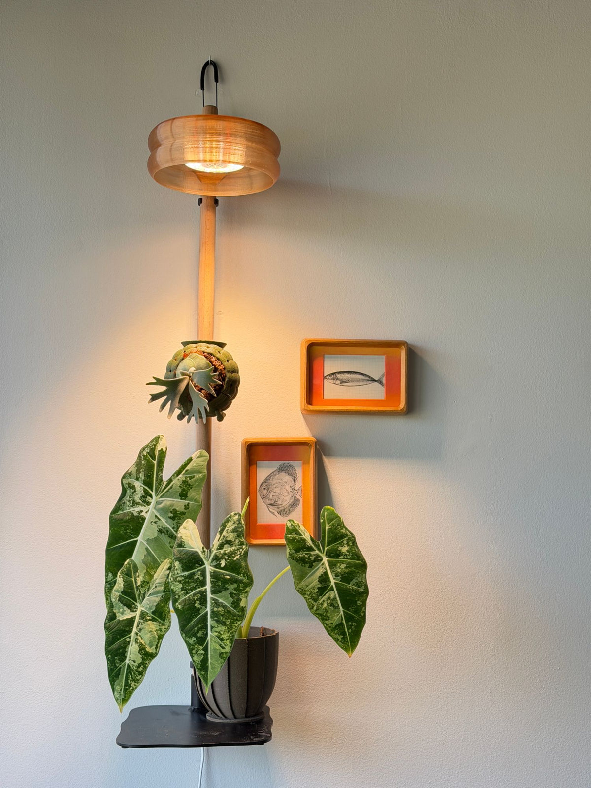 Sturdy Pole Grow Light in translucent amber lighting a staghorn fern on an Orb and a variegated Alocasia on a Sturdy Pole