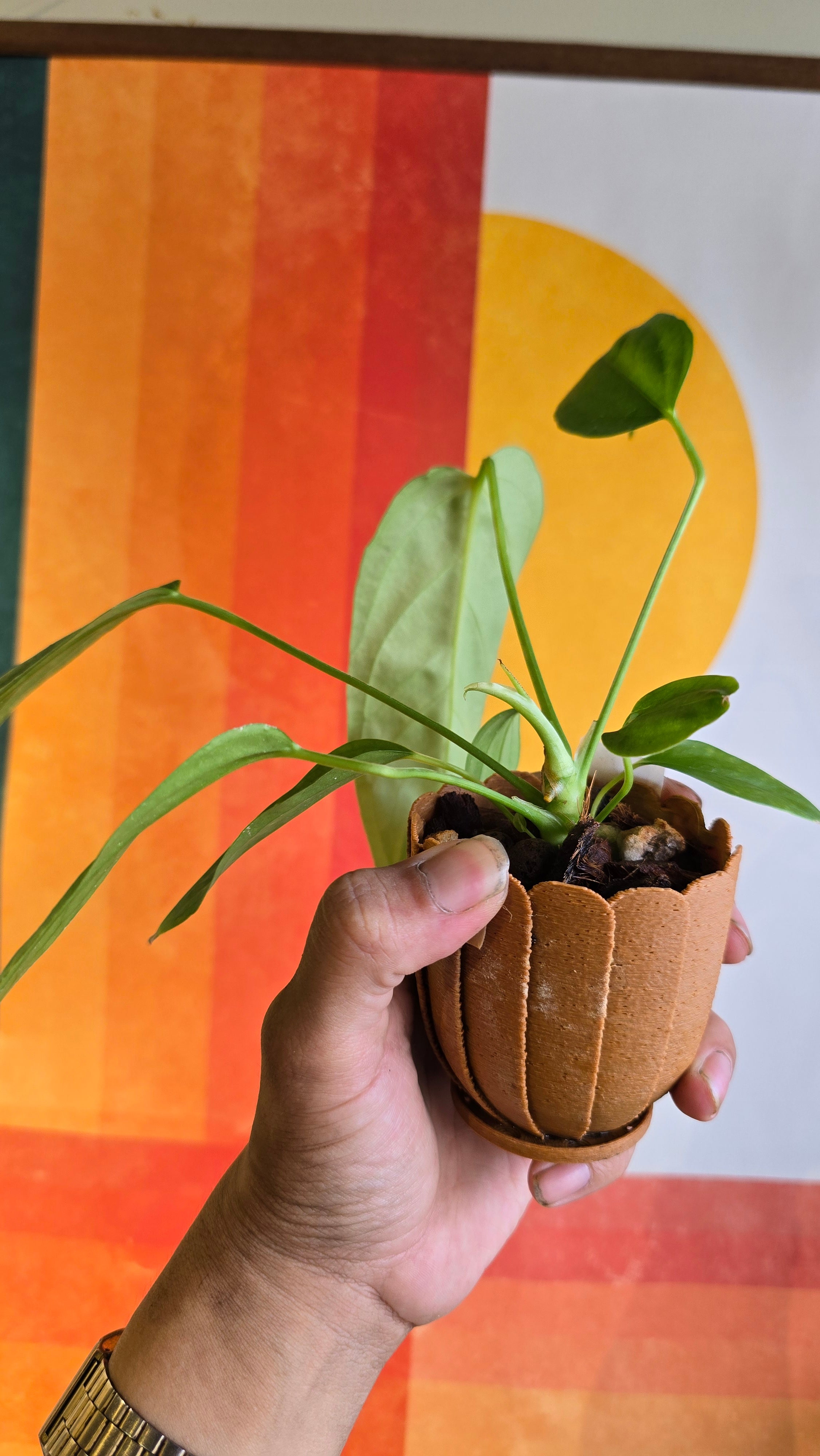 (subsignatum x papi) x panamense  3 BB In Petal Pot