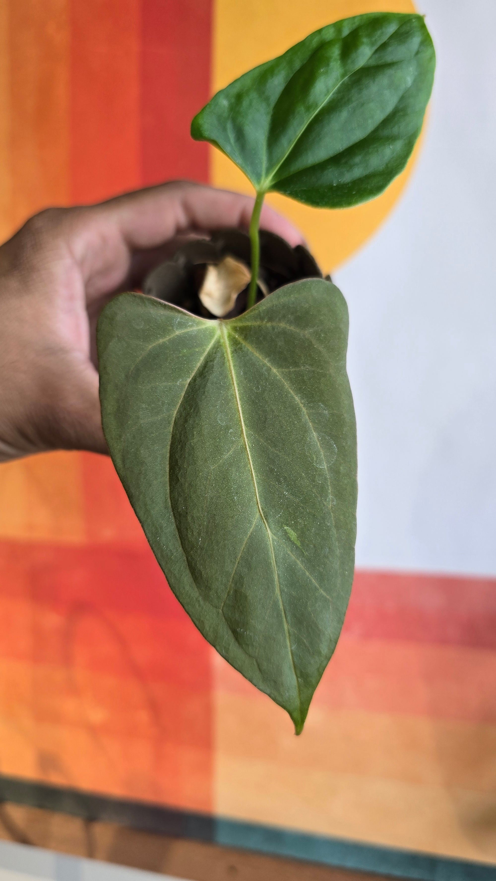 (subsignatum x papi) x 'Carlaza'  5 in mini petal pot