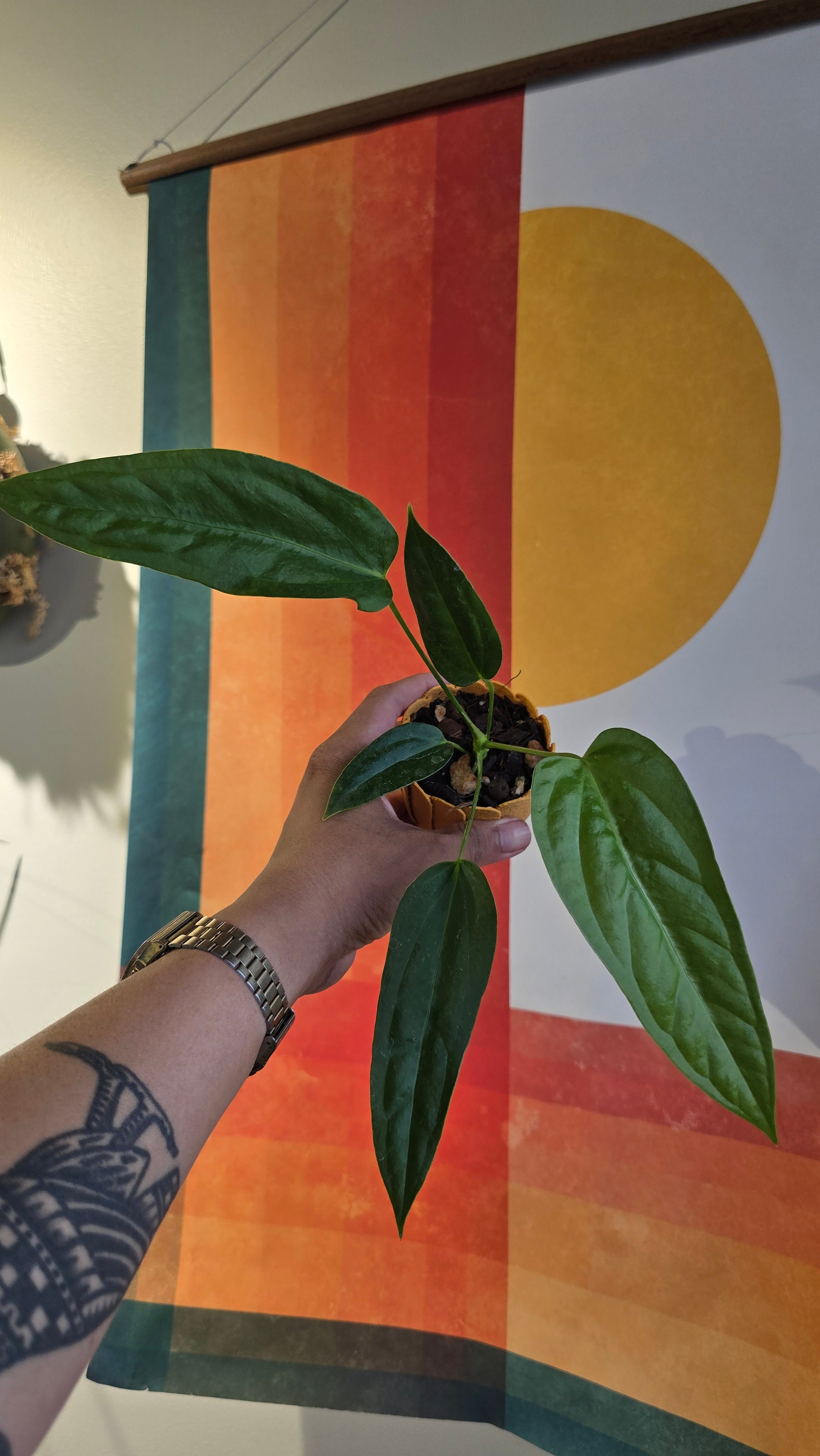 (subsignatum x papi) x panamense  5 In Petal Pot