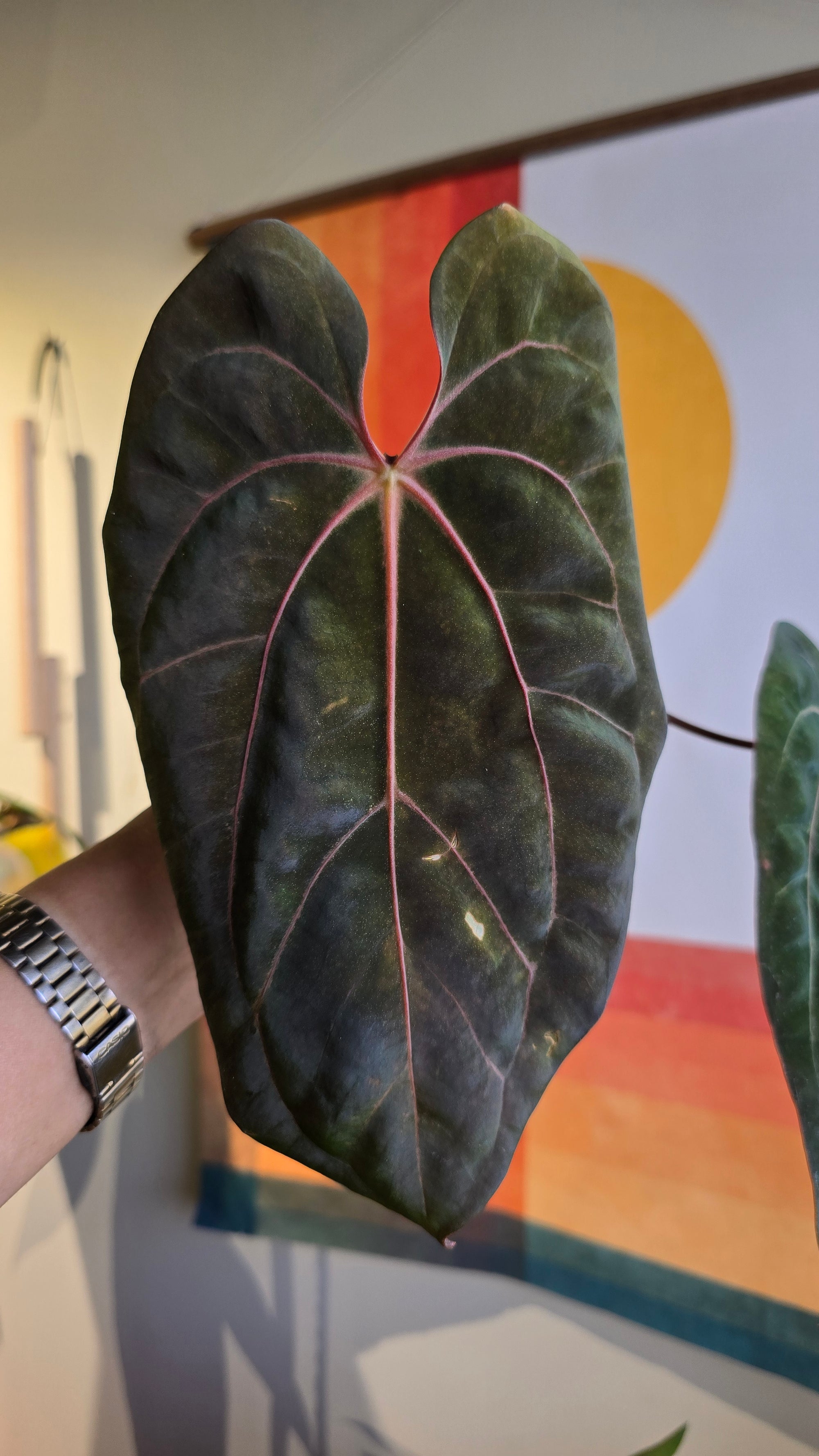 'Carlaza' x 'Carlos'  3BB w/ inflo