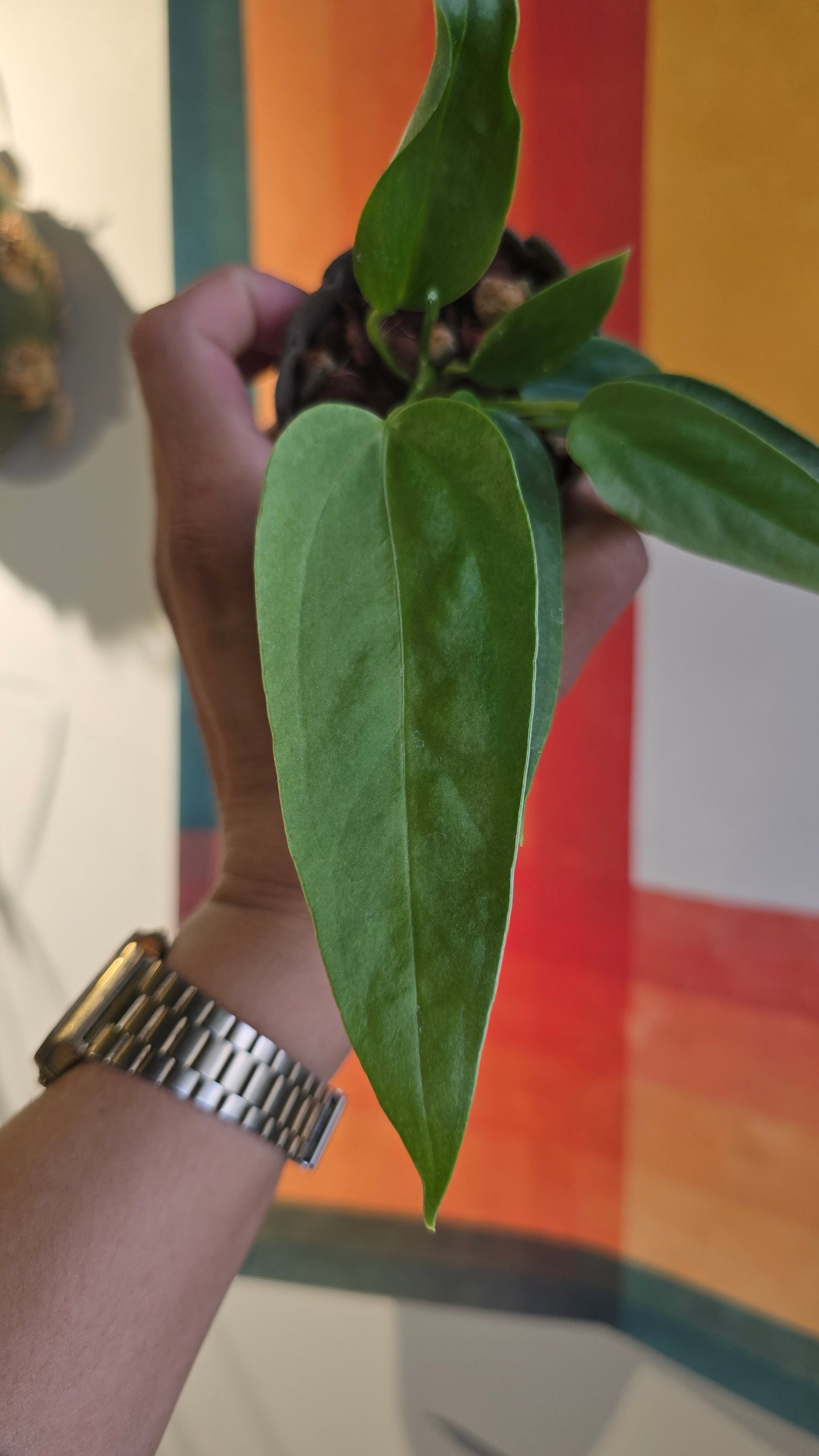 (subsignatum x papi) x panamense  4 In Petal Pot
