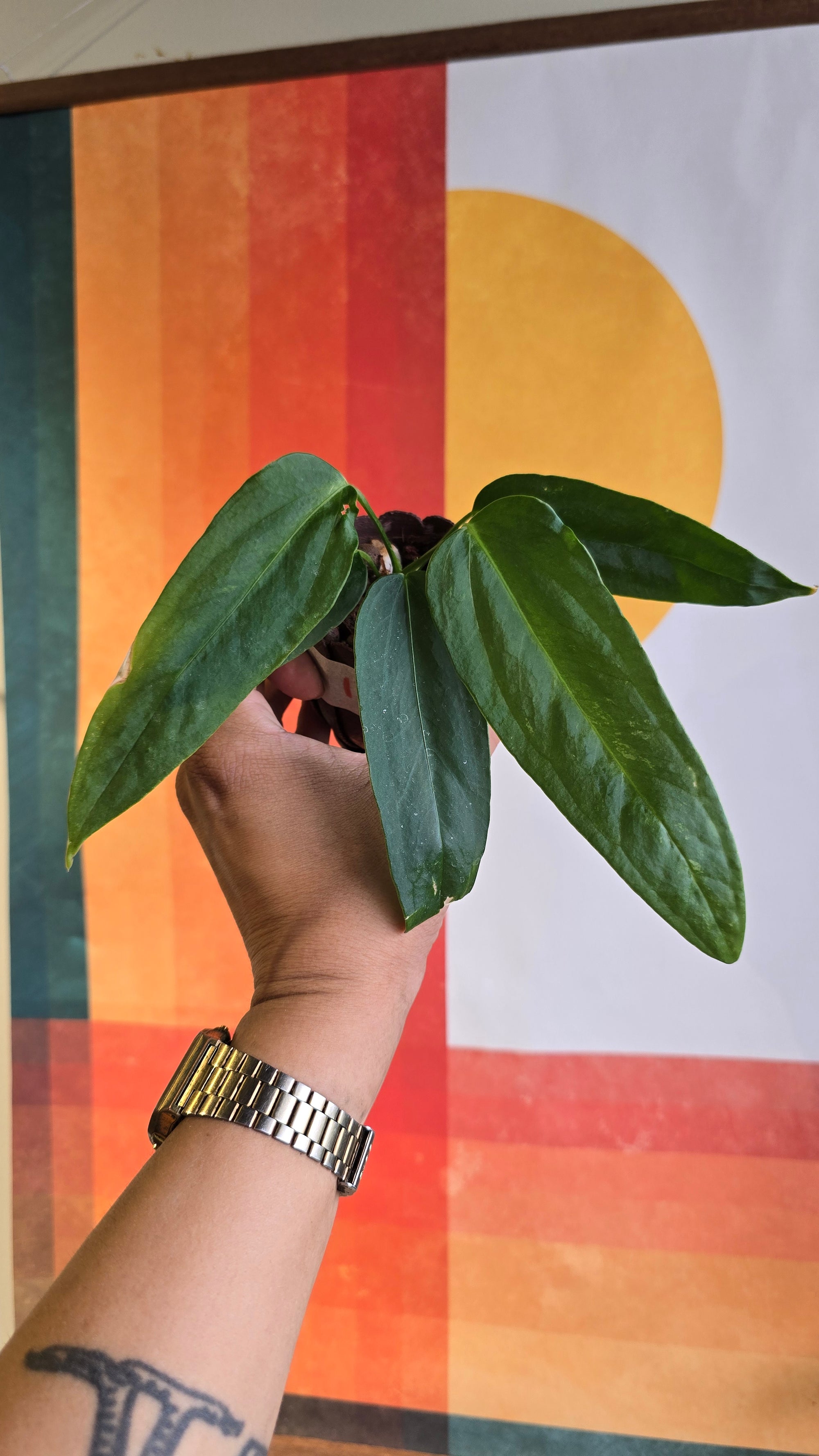 (subsignatum x papi) x panamense  1 In Petal Pot