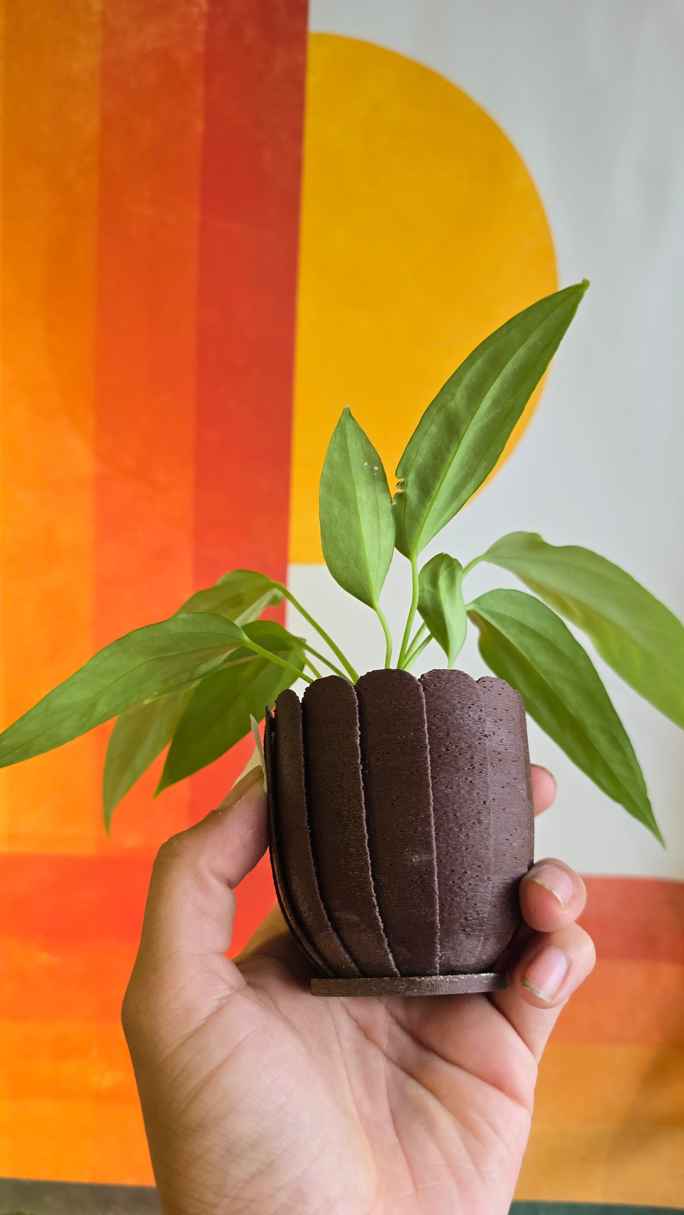 (subsignatum x papi) x panamense  4 multiple plants In Petal Pot