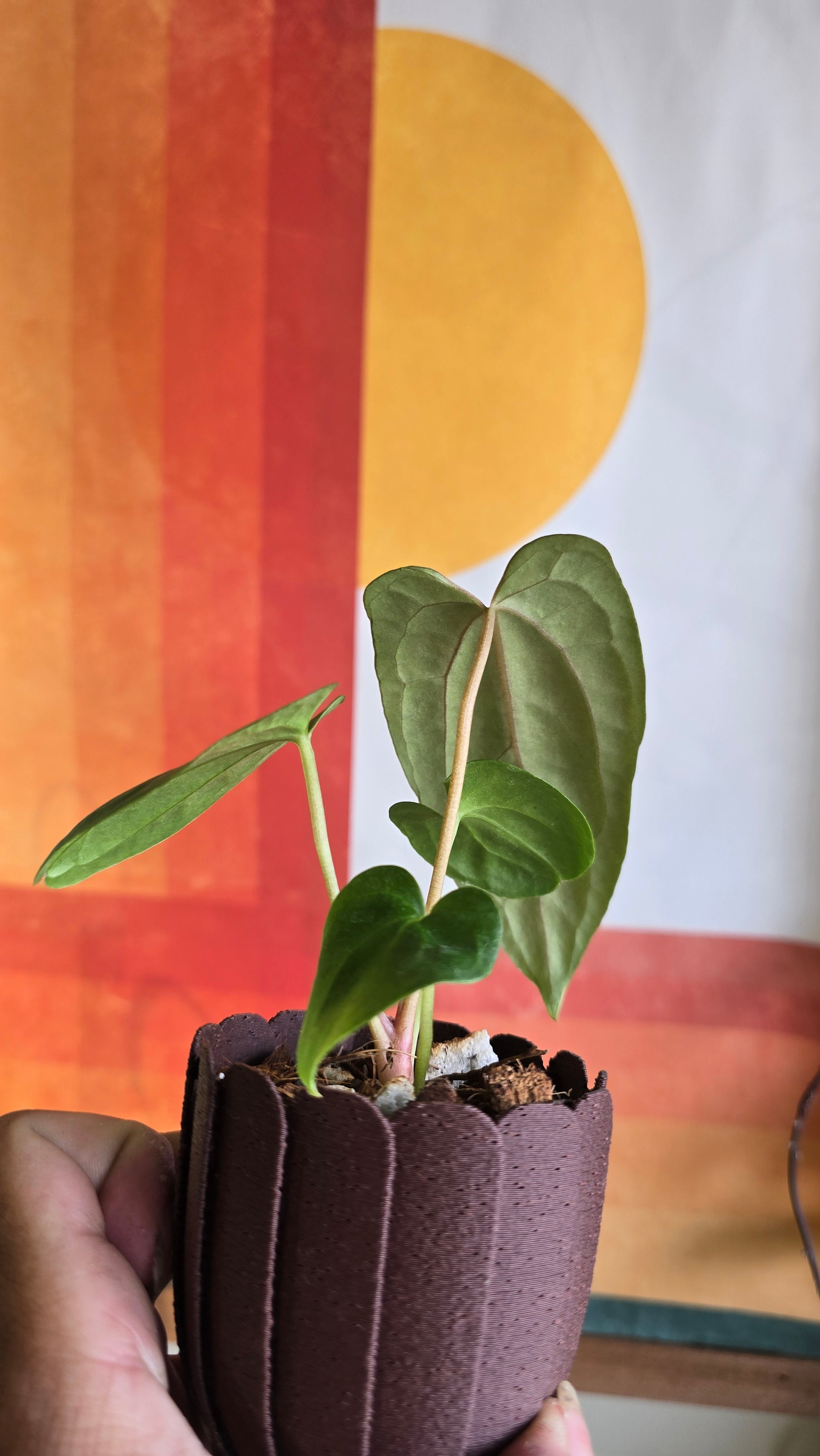 (subsignatum x papi) x 'Carlaza'  9 in mini petal pot