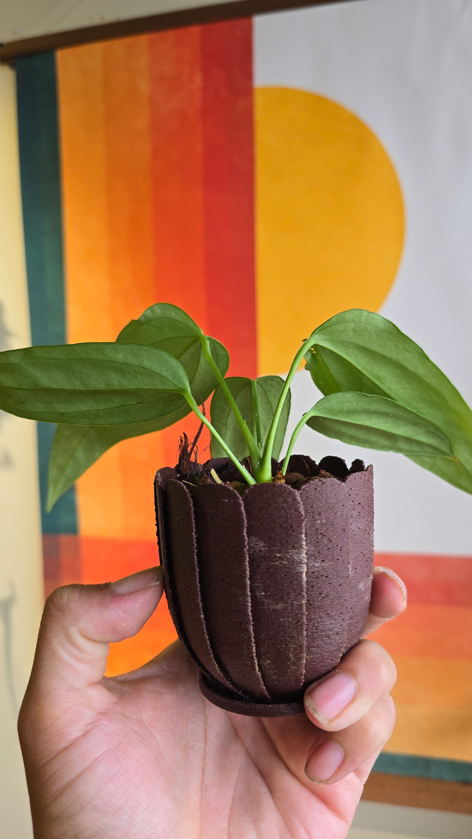 (subsignatum x papi) x panamense  1 In Petal Pot