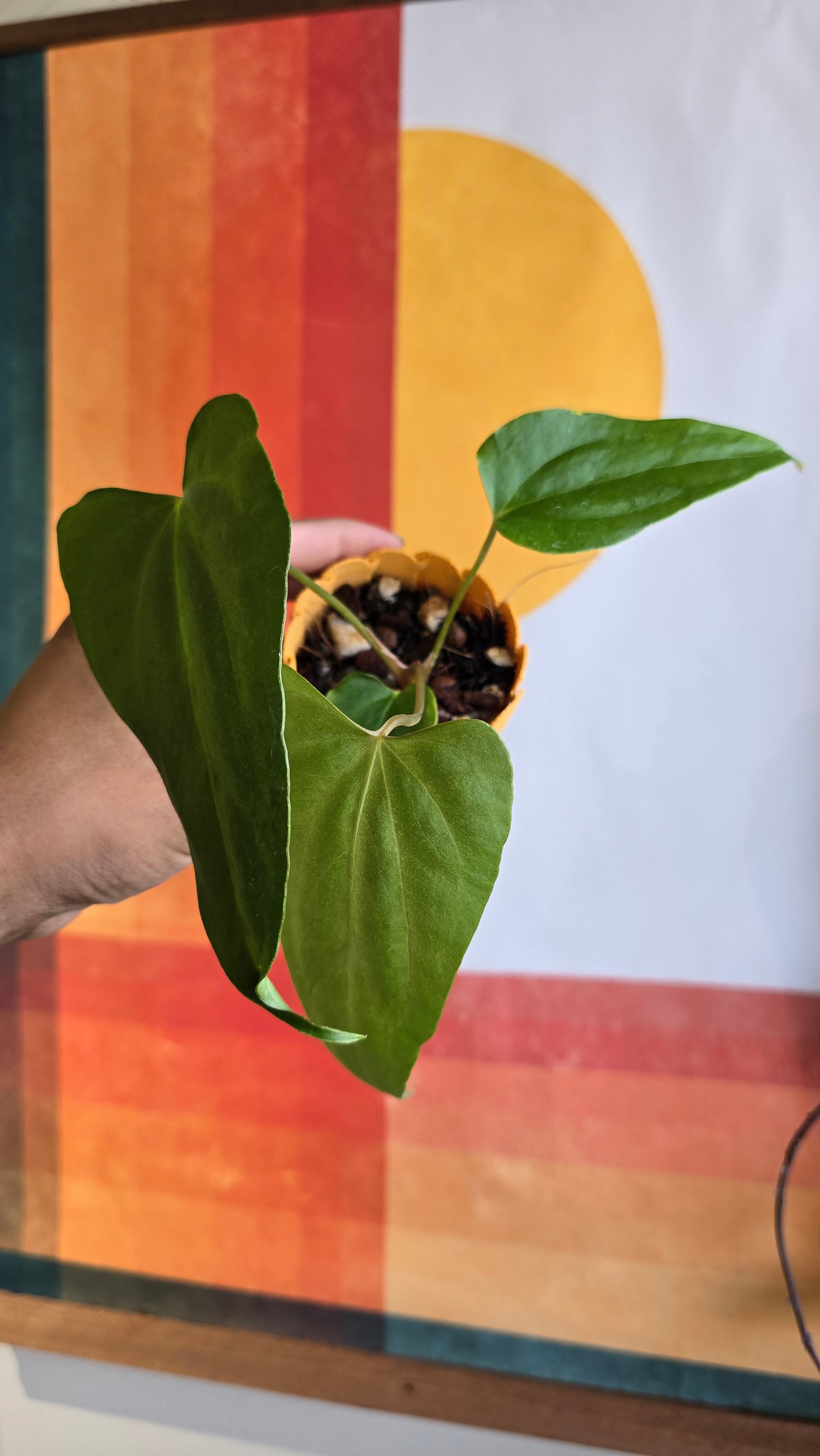 (subsignatum x papi) x 'Carlaza'  2 in mini petal pot
