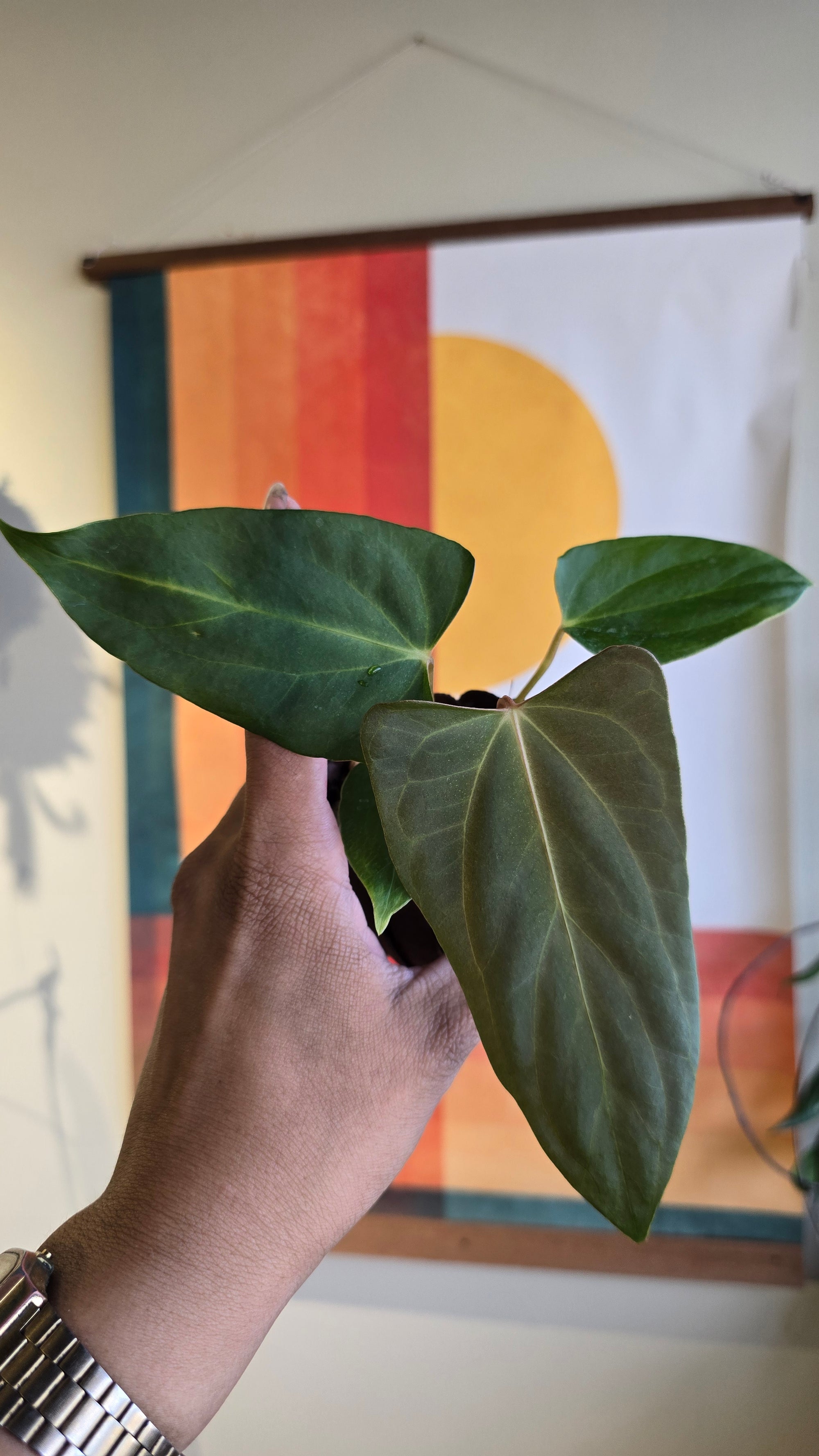 (subsignatum x papi) x 'Carlaza'  2 in mini petal pot