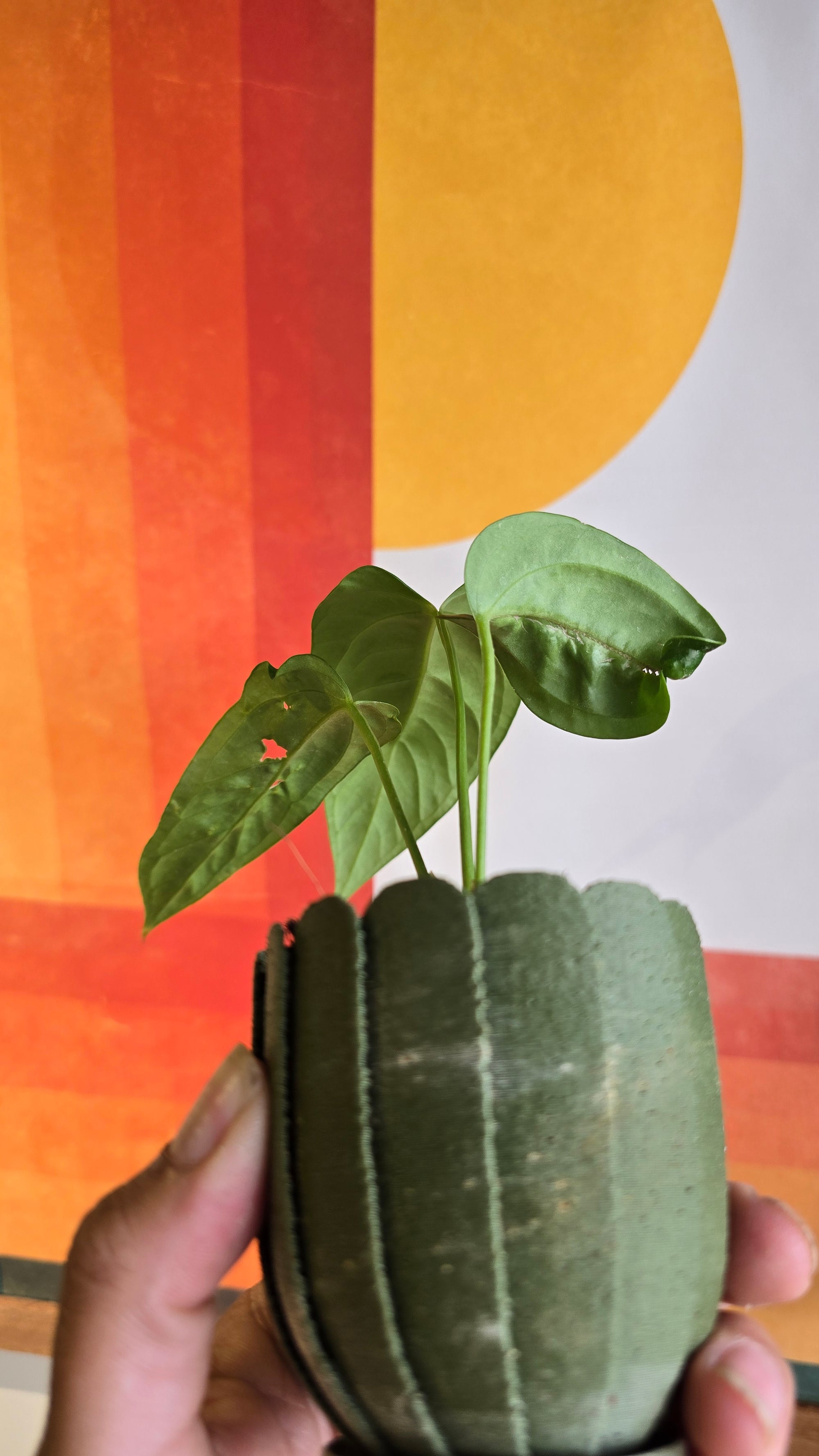 (subsignatum x papi) x panamense  2 In Petal Pot
