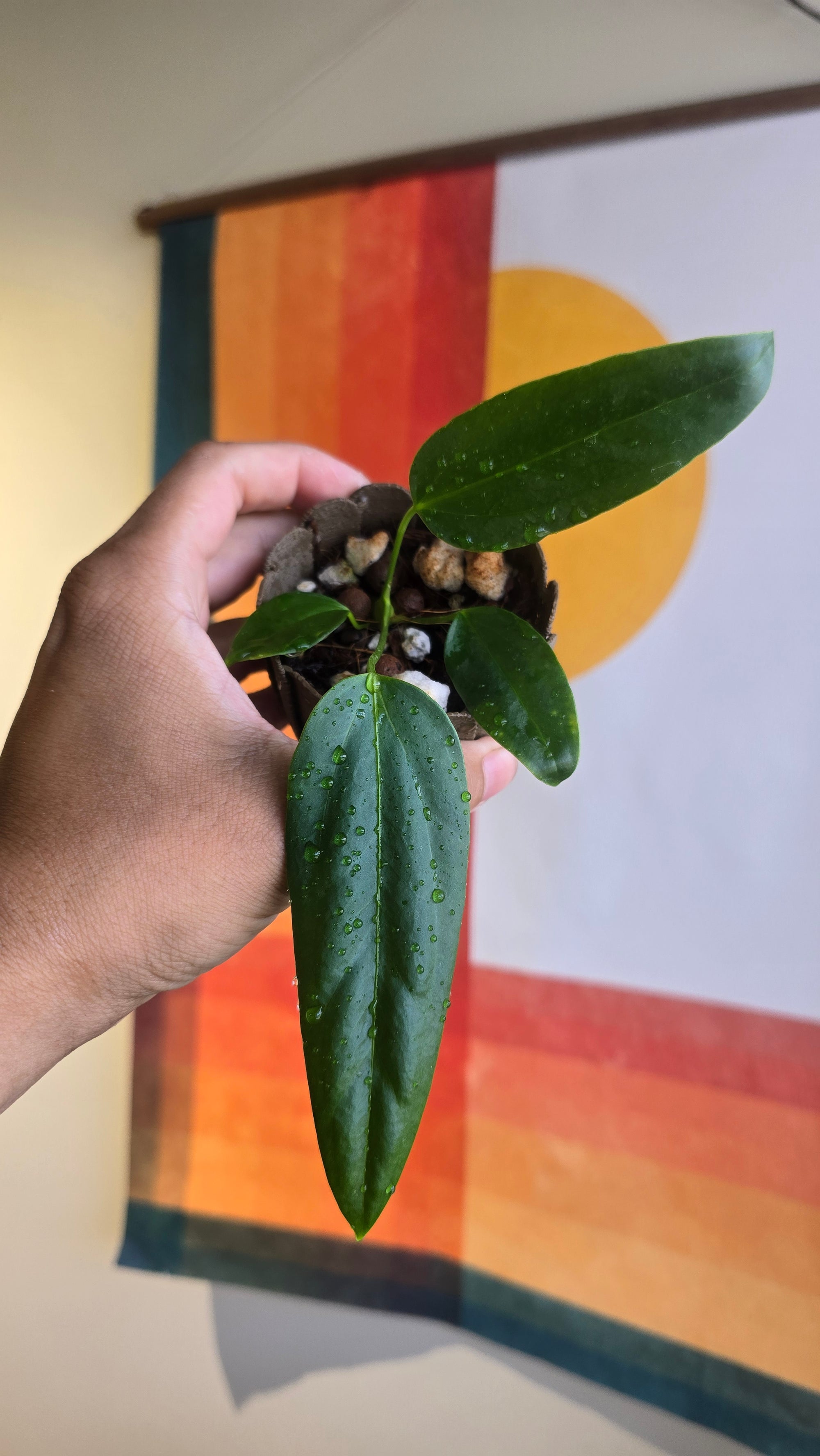 (subsignatum x papi) x panamense  1 In Petal Pot