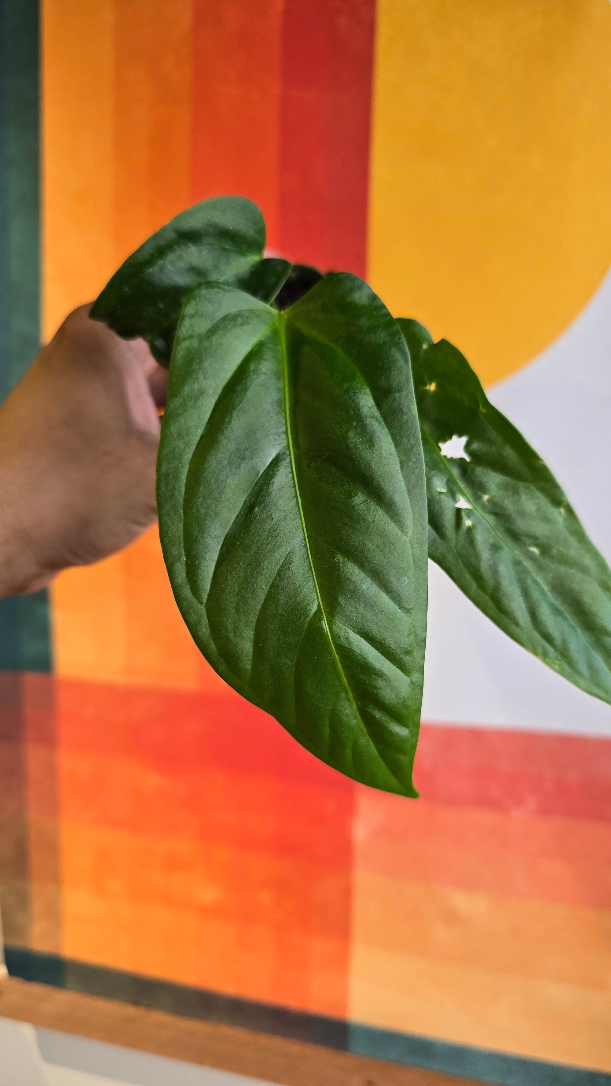 (subsignatum x papi) x panamense  2 In Petal Pot