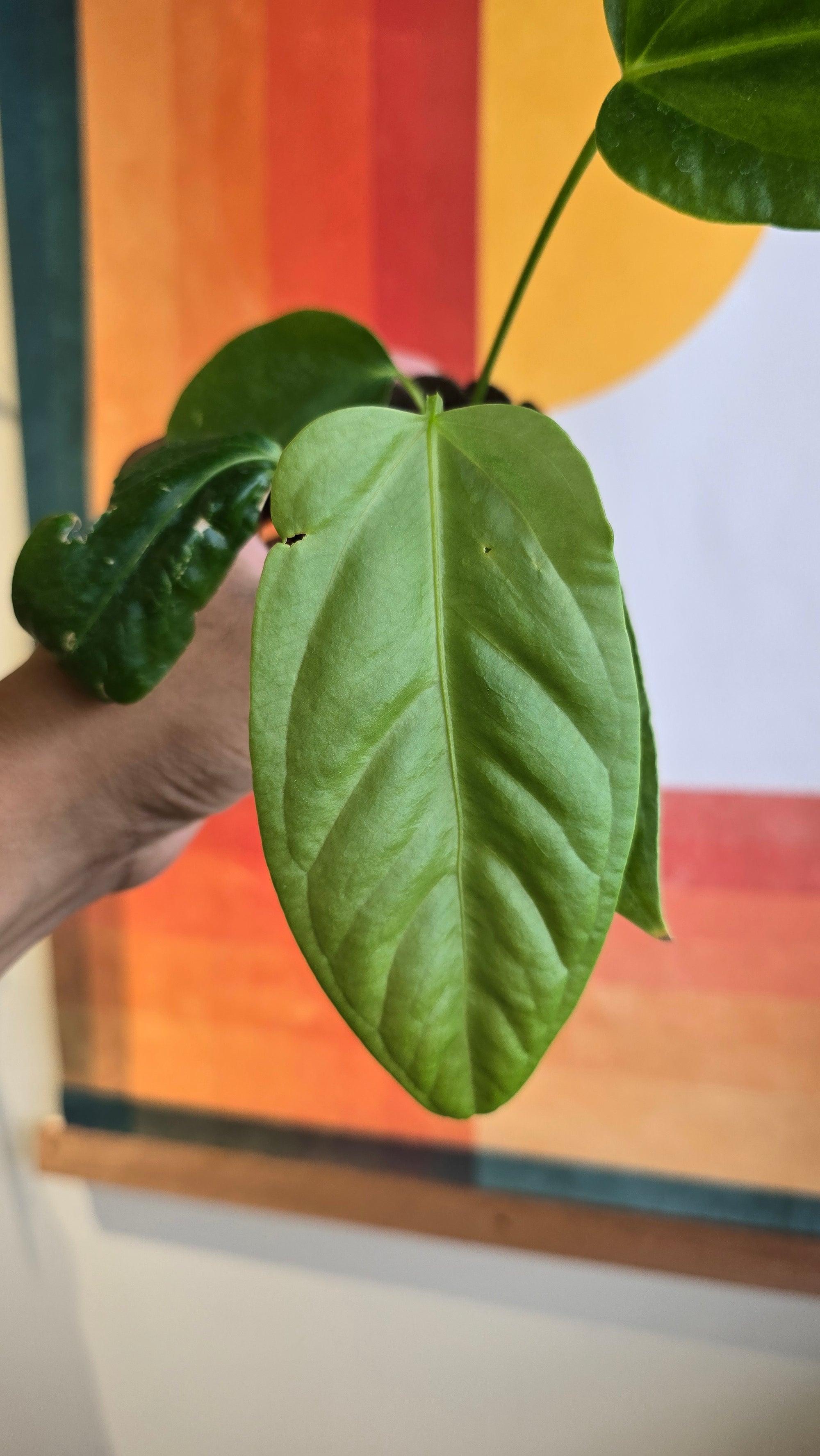 (subsignatum x papi) x panamense  2 In Petal Pot