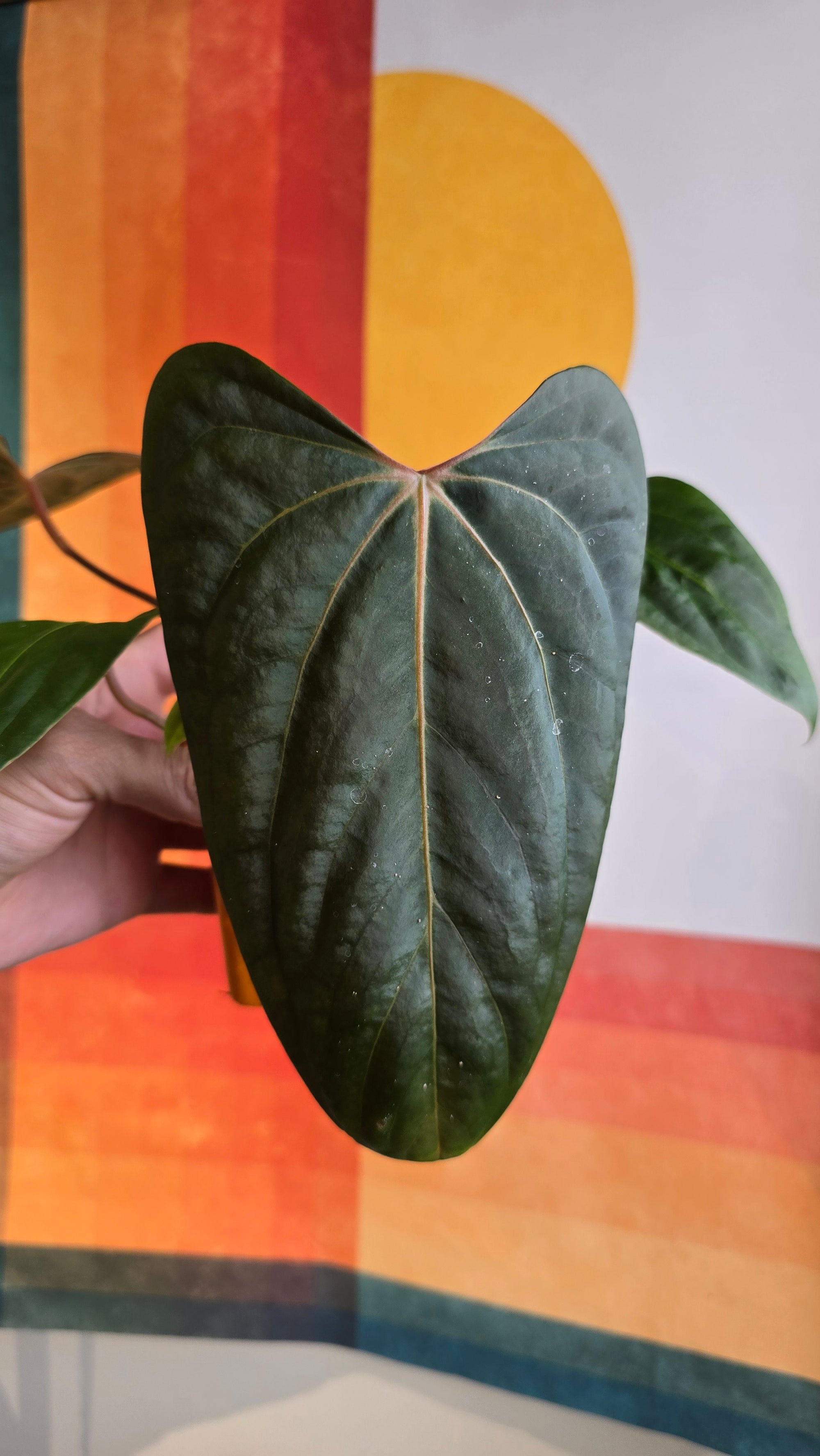 (subsignatum x papi) x 'Carlaza' 1