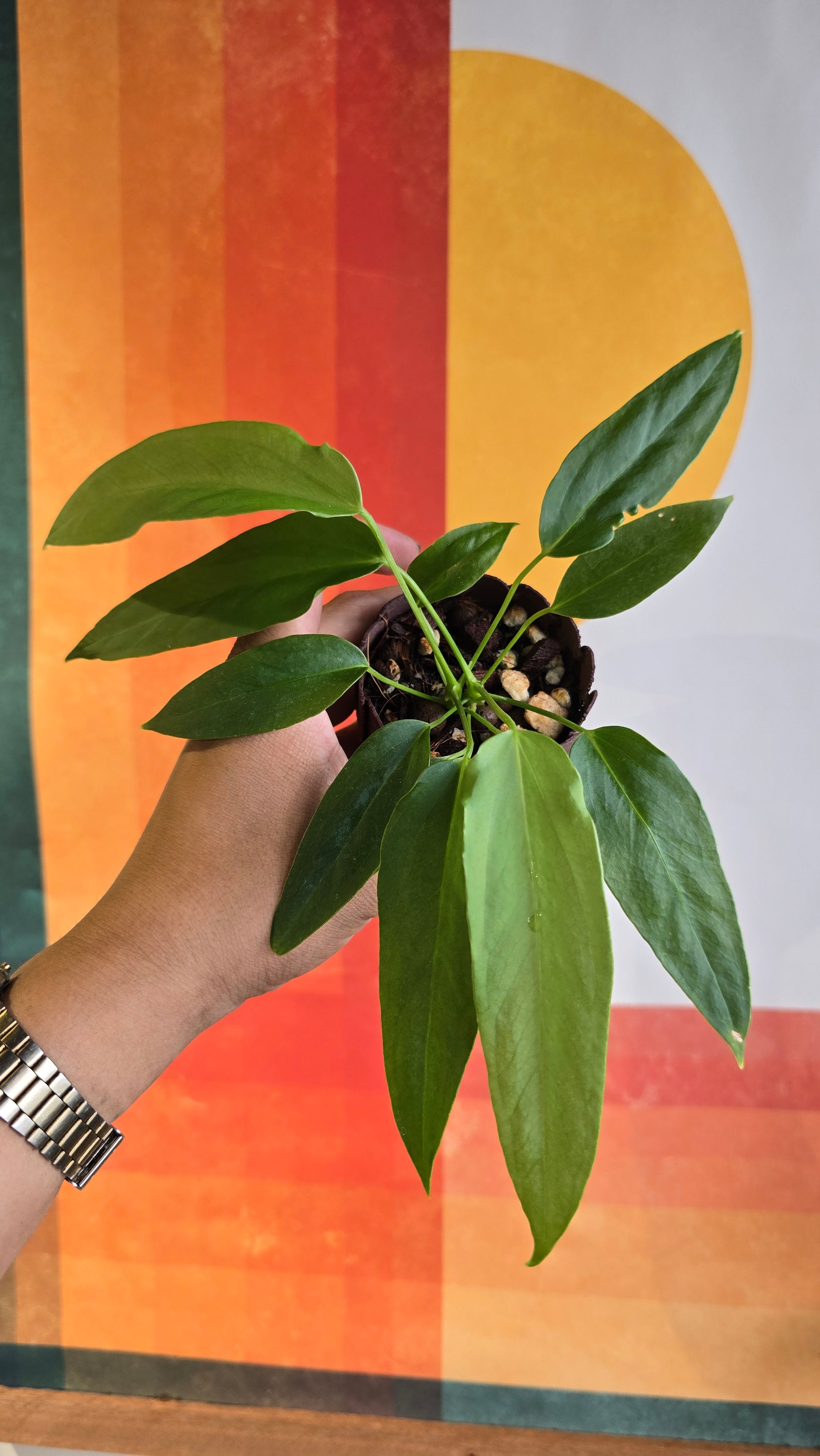 (subsignatum x papi) x panamense  4 multiple plants In Petal Pot