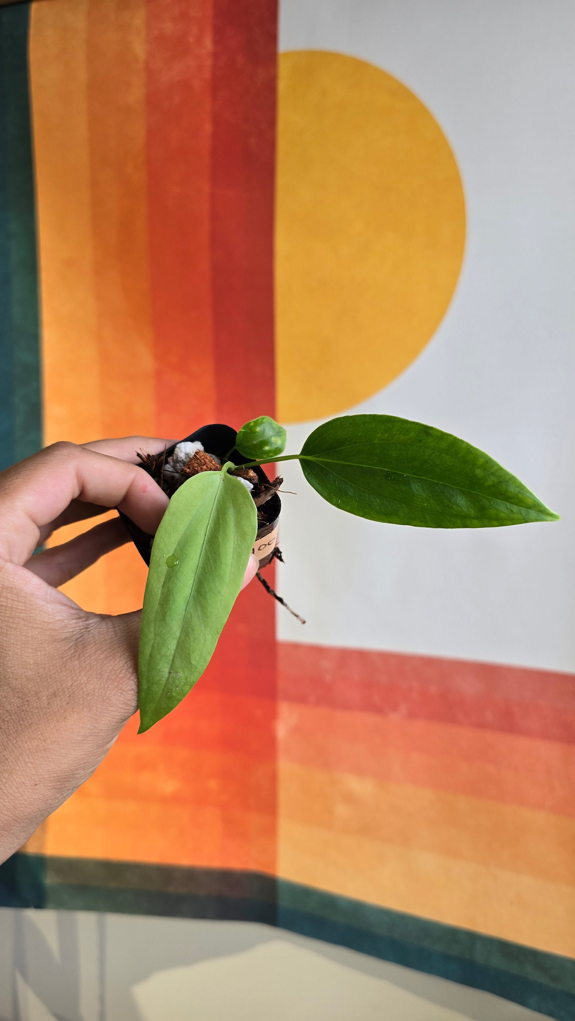 Panamense x (subsignatum x papi) 3