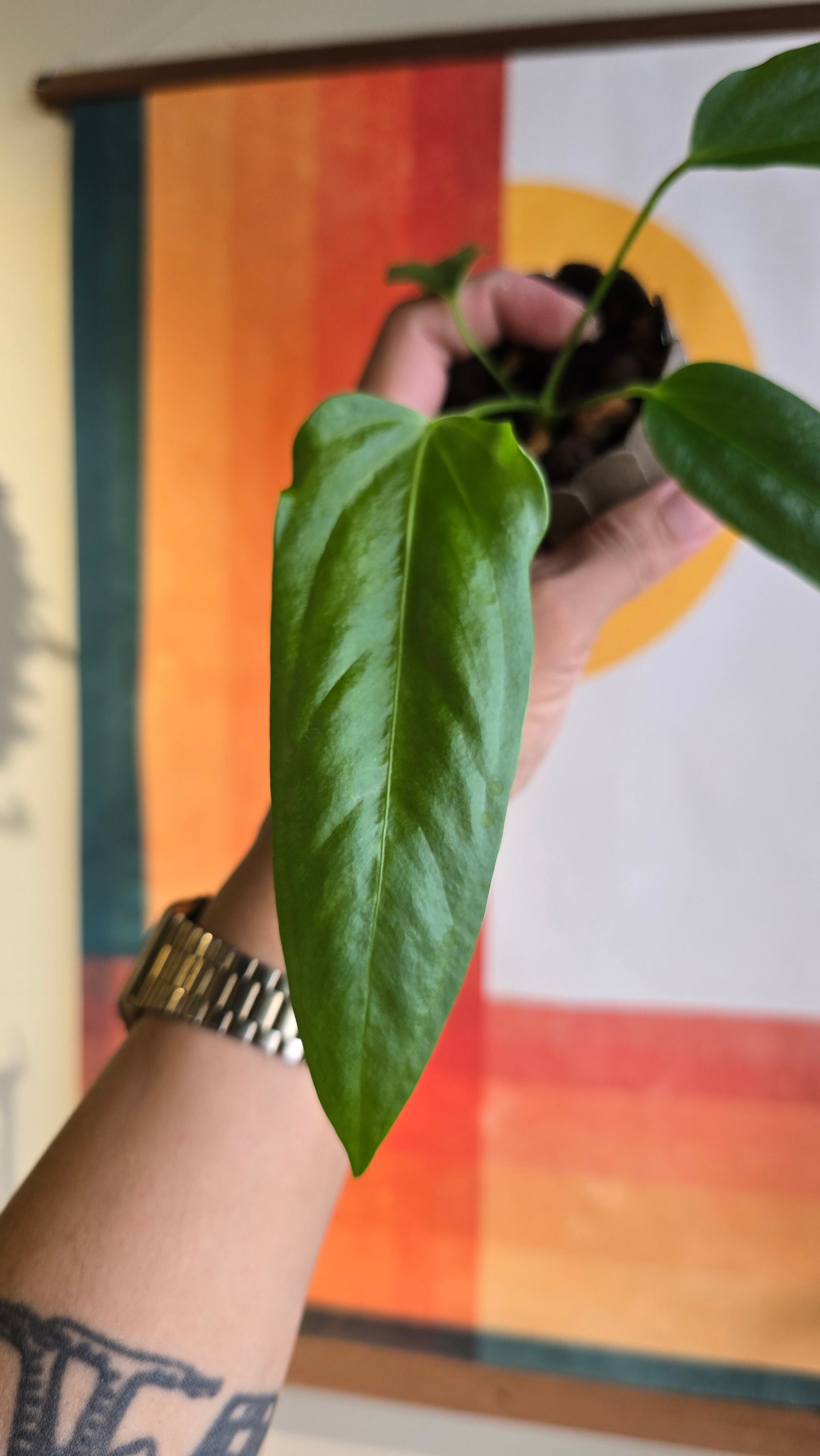 (subsignatum x papi) x panamense  3 In Petal Pot