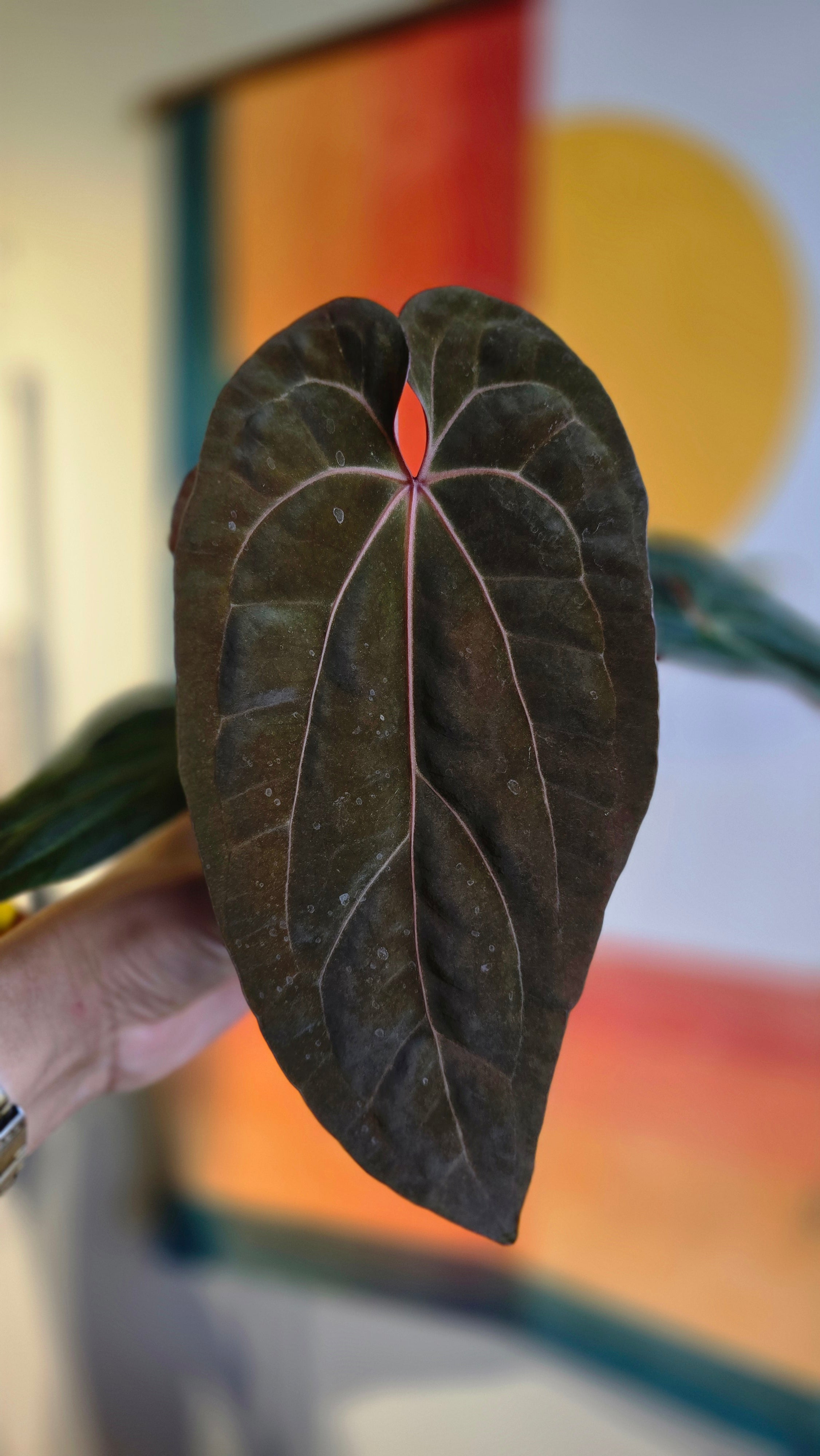 米山舞 everlasting plants 決まら