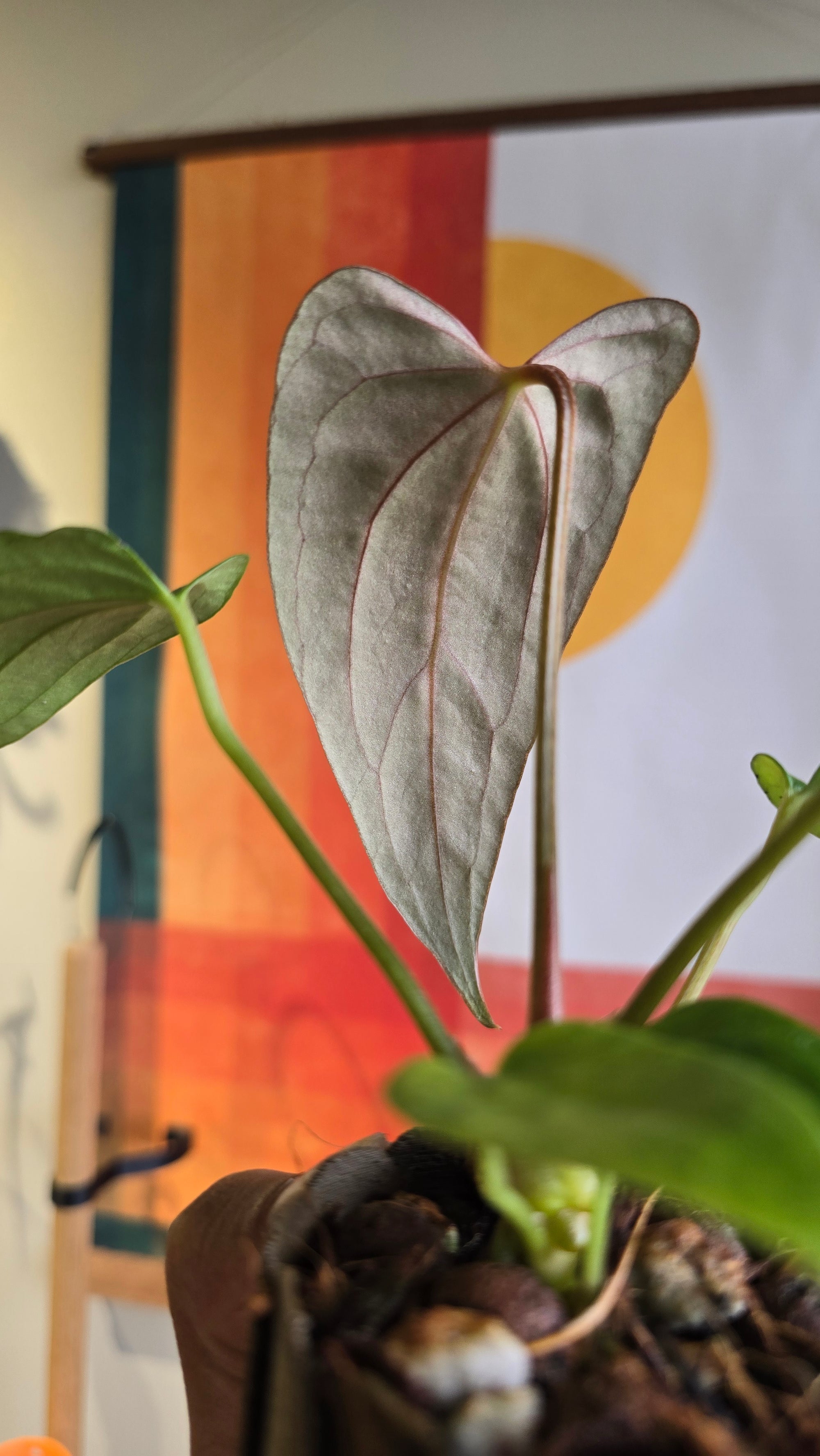(subsignatum x papi) x 'Carlaza'  11 in mini petal pot