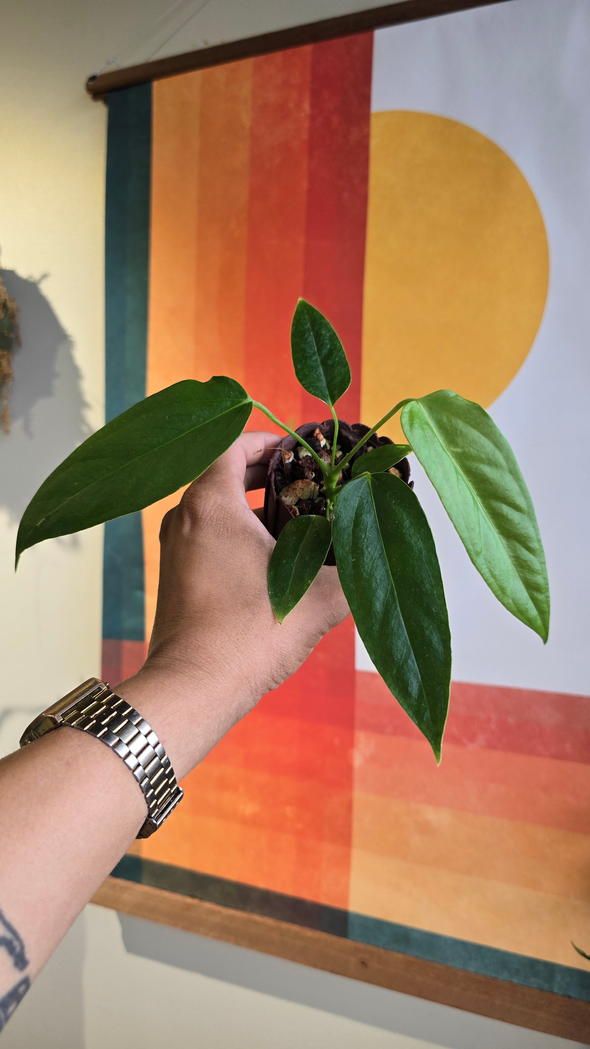 (subsignatum x papi) x panamense  4 In Petal Pot