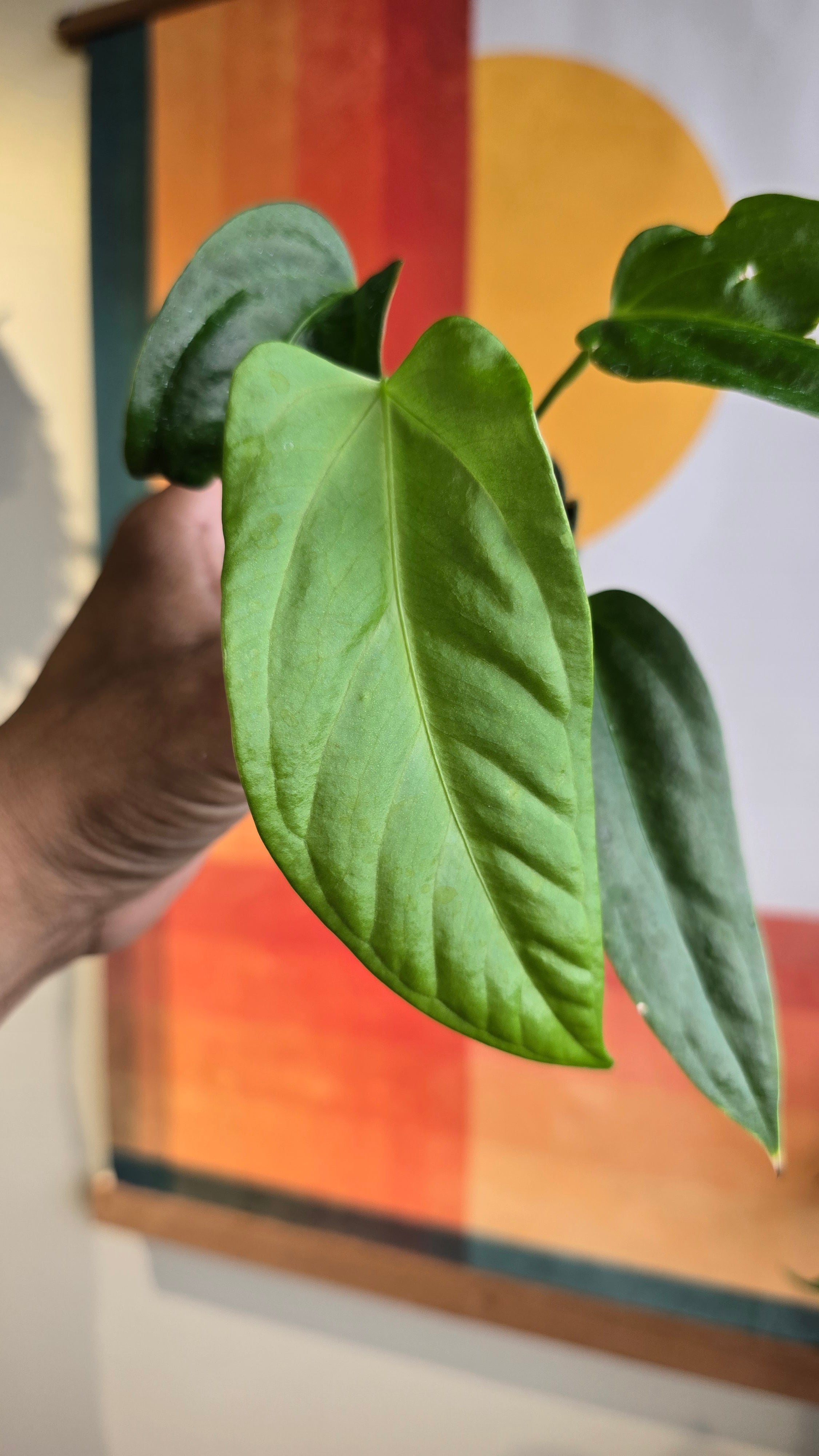 (subsignatum x papi) x panamense  5 In Petal Pot