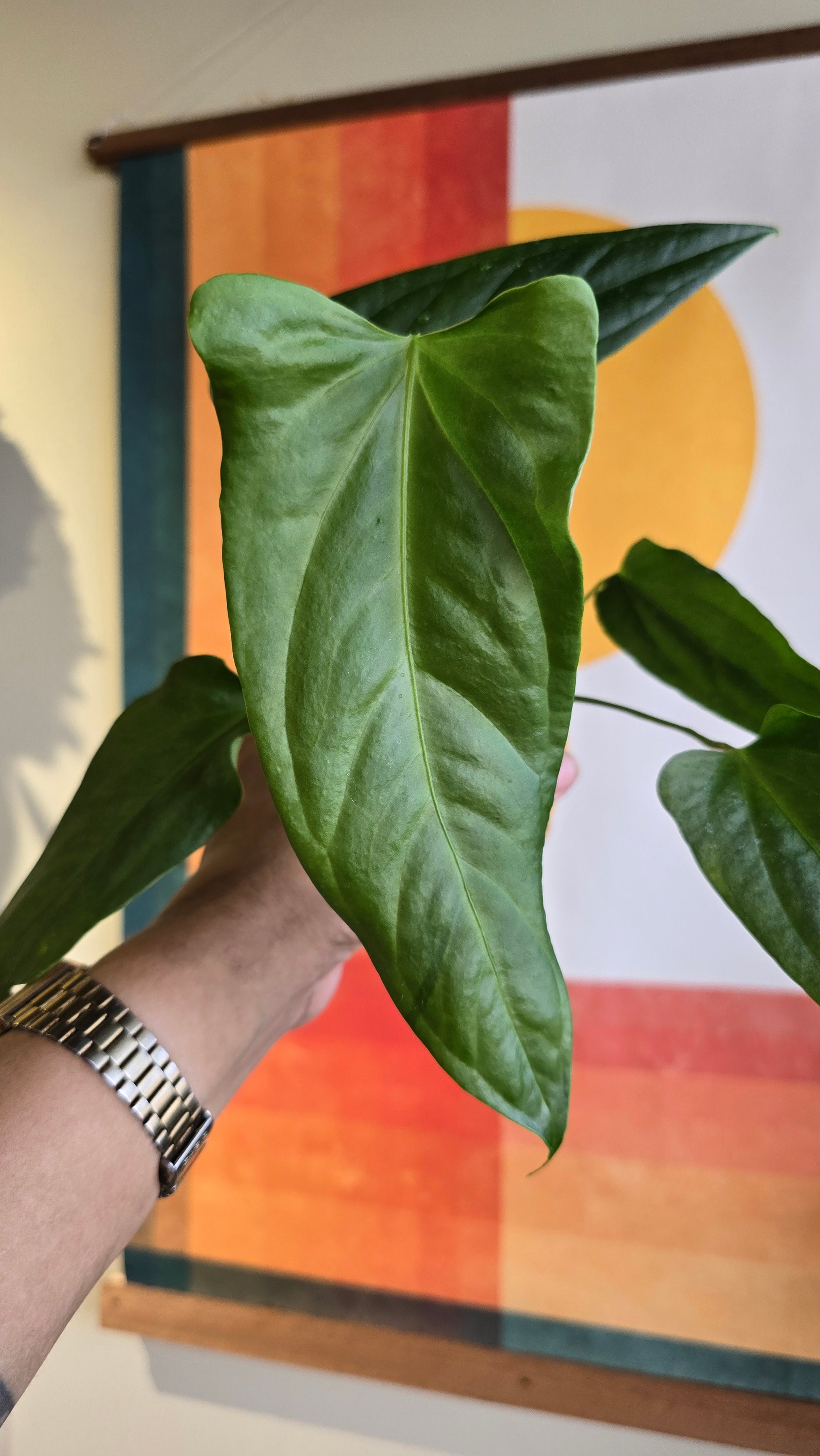 Panamense x (subsignatum x papi) 2