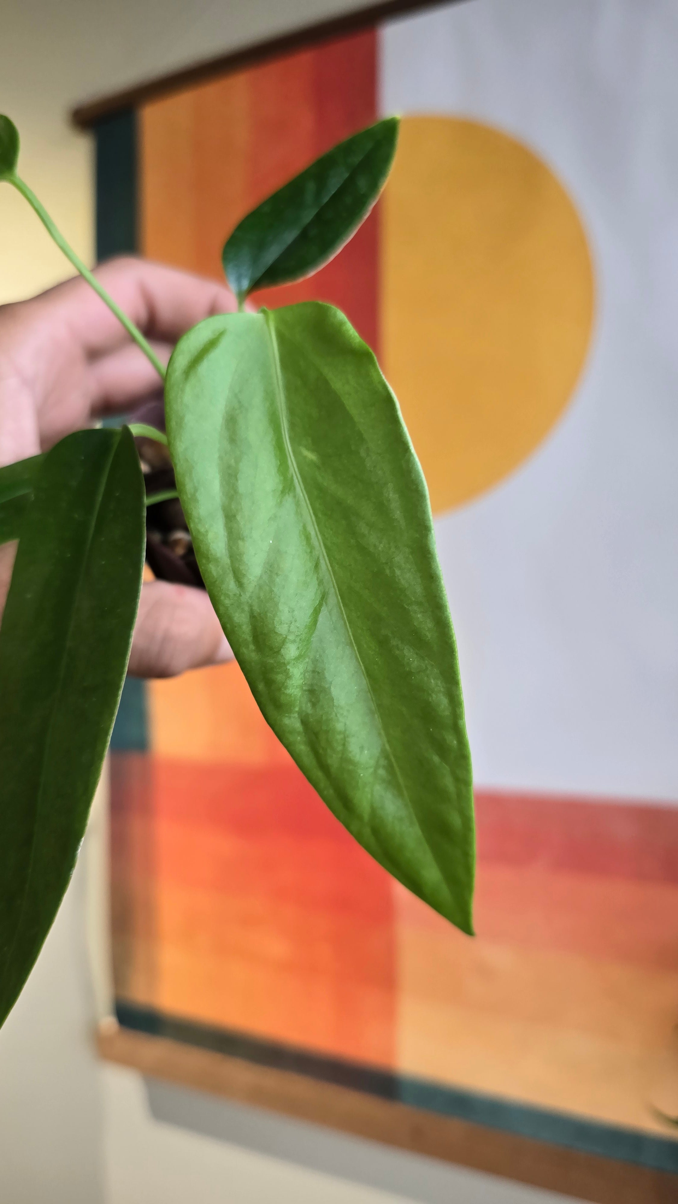 (subsignatum x papi) x panamense  4 In Petal Pot