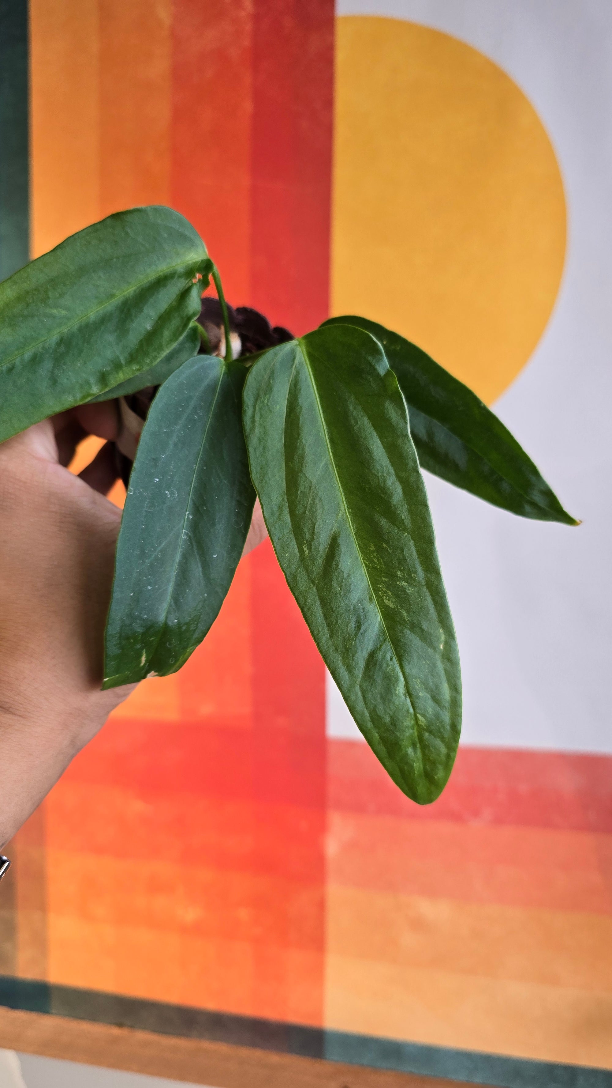 (subsignatum x papi) x panamense  1 In Petal Pot