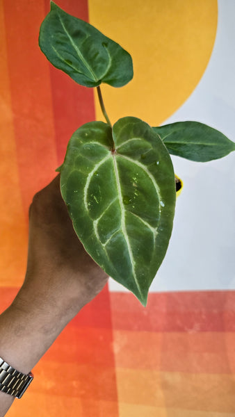 Brian' x 'Purple Spider' Growers Choice – Rousseau Plant Care