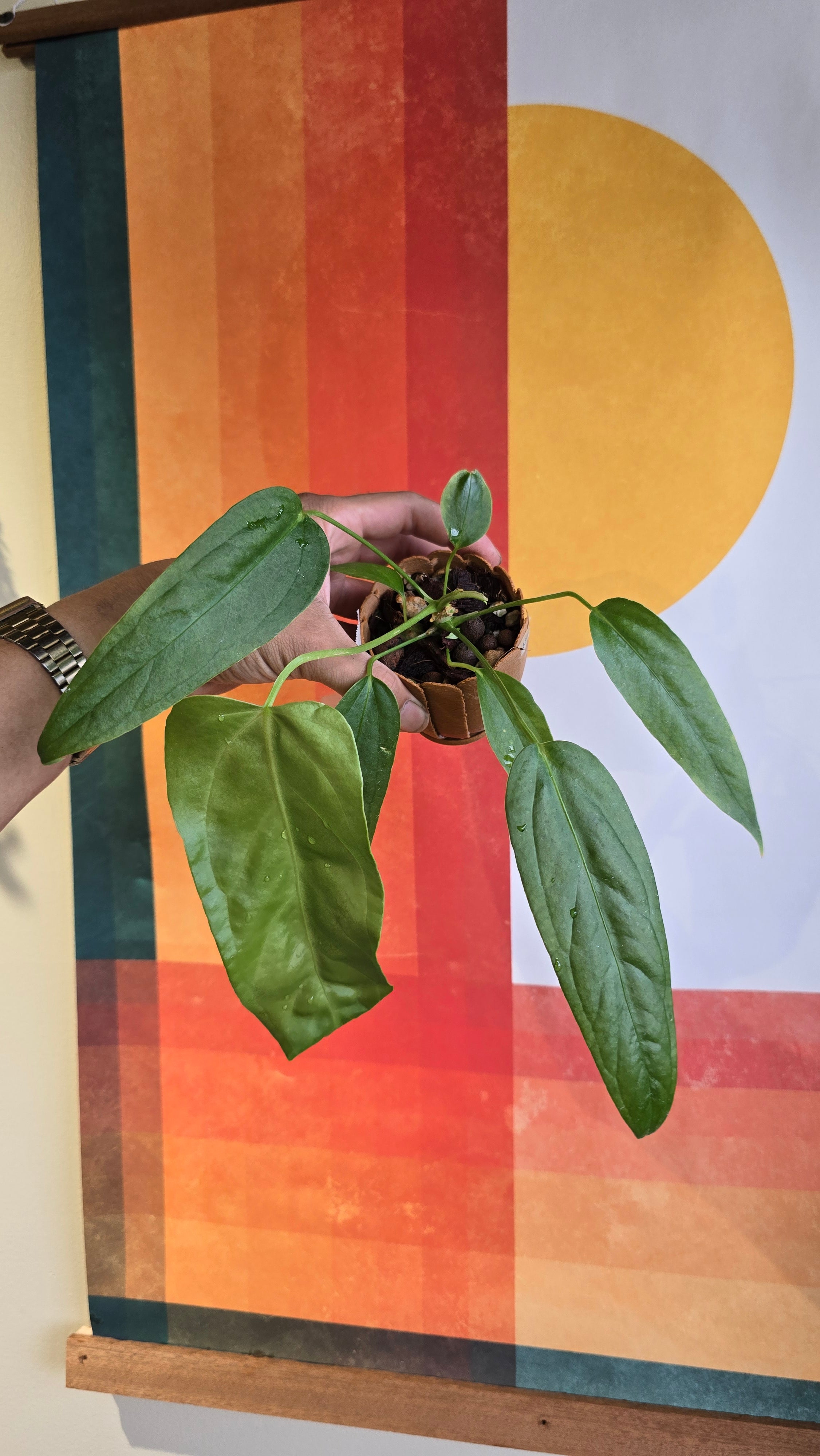 (subsignatum x papi) x panamense  3 BB In Petal Pot