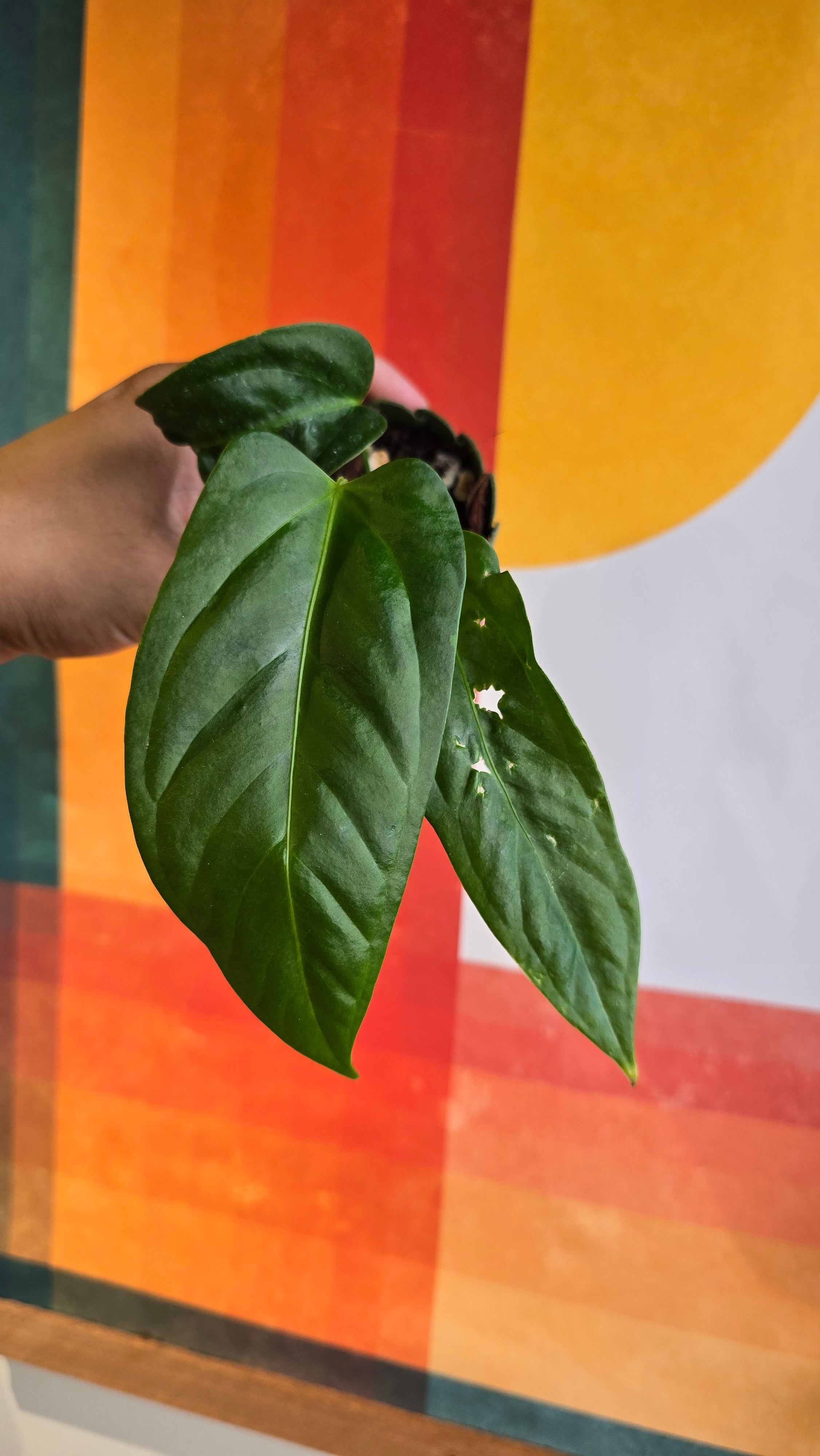 (subsignatum x papi) x panamense  2 In Petal Pot