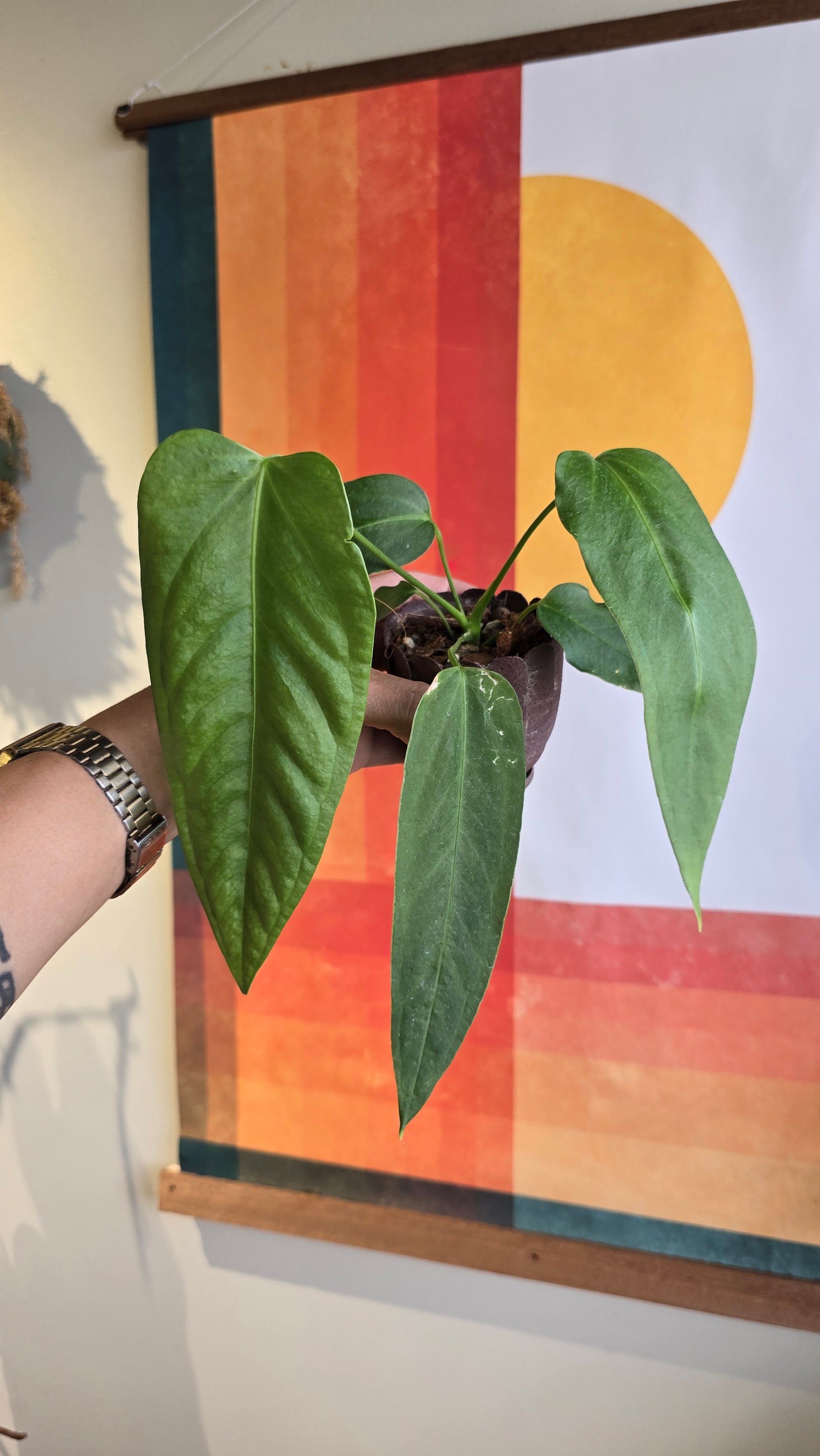 (subsignatum x papi) x panamense  1 In Petal Pot
