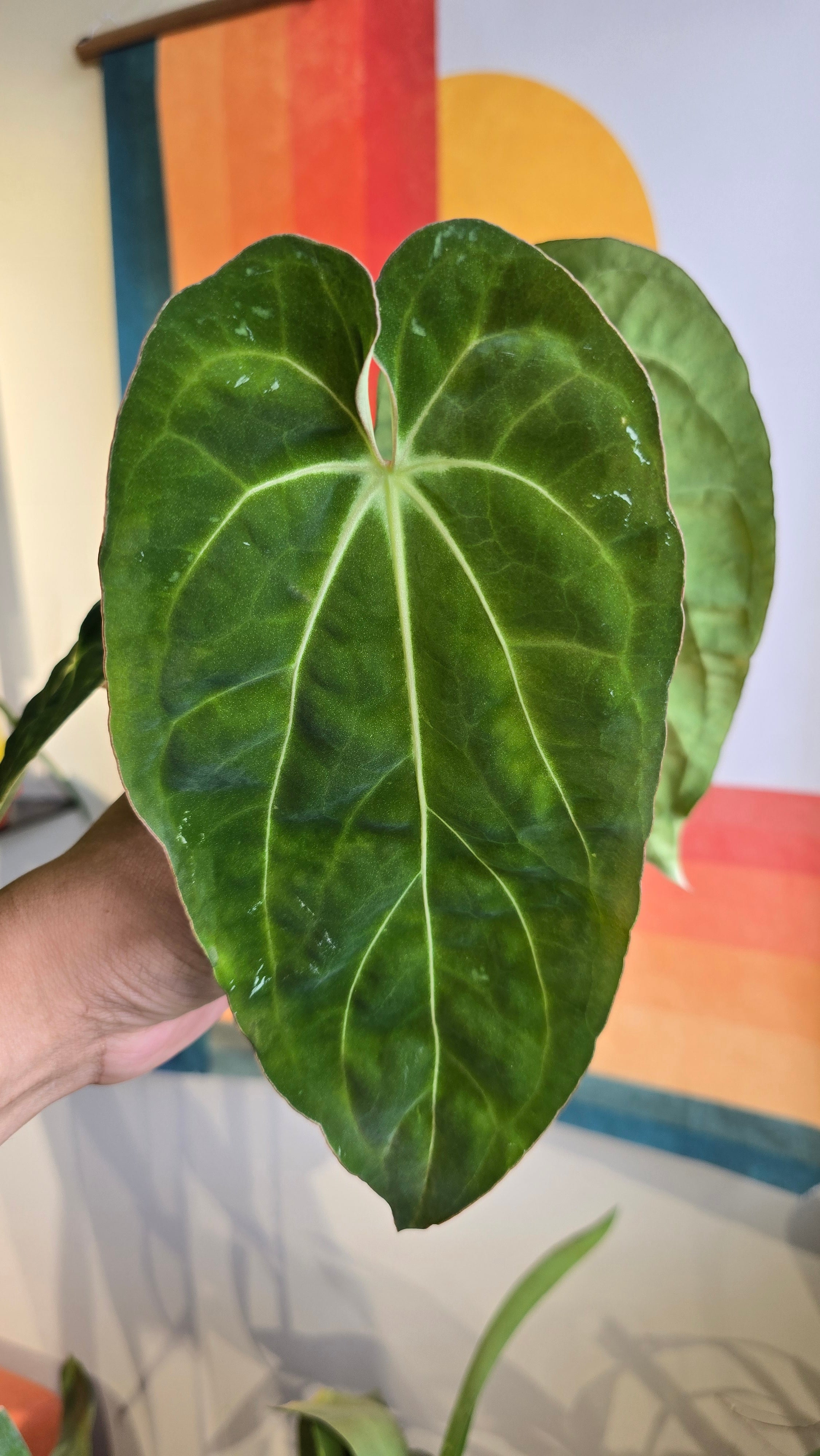 'Carlaza' x 'Carlos'  1