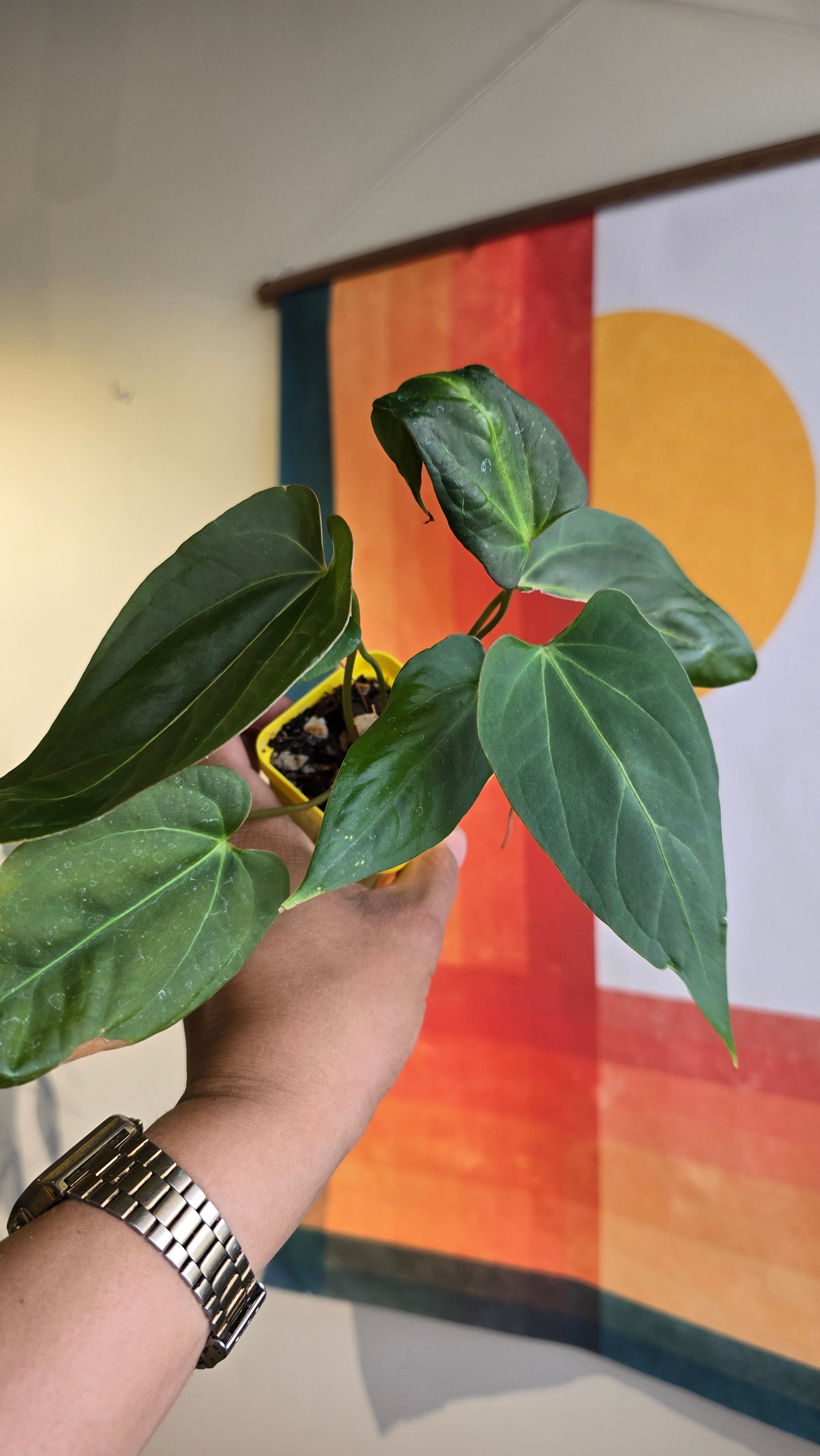 (subsignatum x papi) x 'Brian' 1 (2 plants in 1)