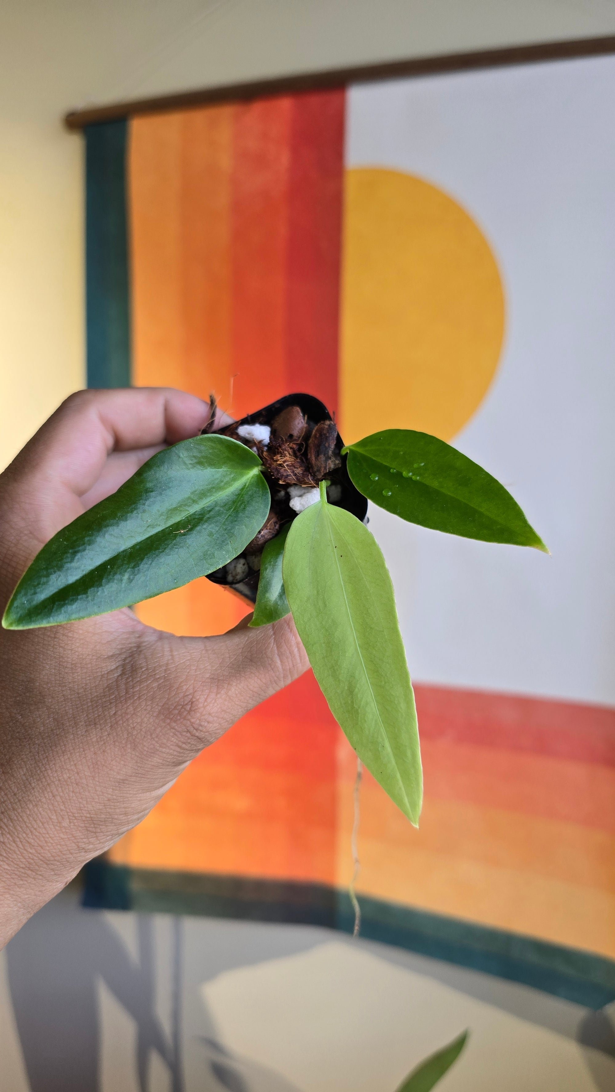 Panamense x (subsignatum x papi) 1