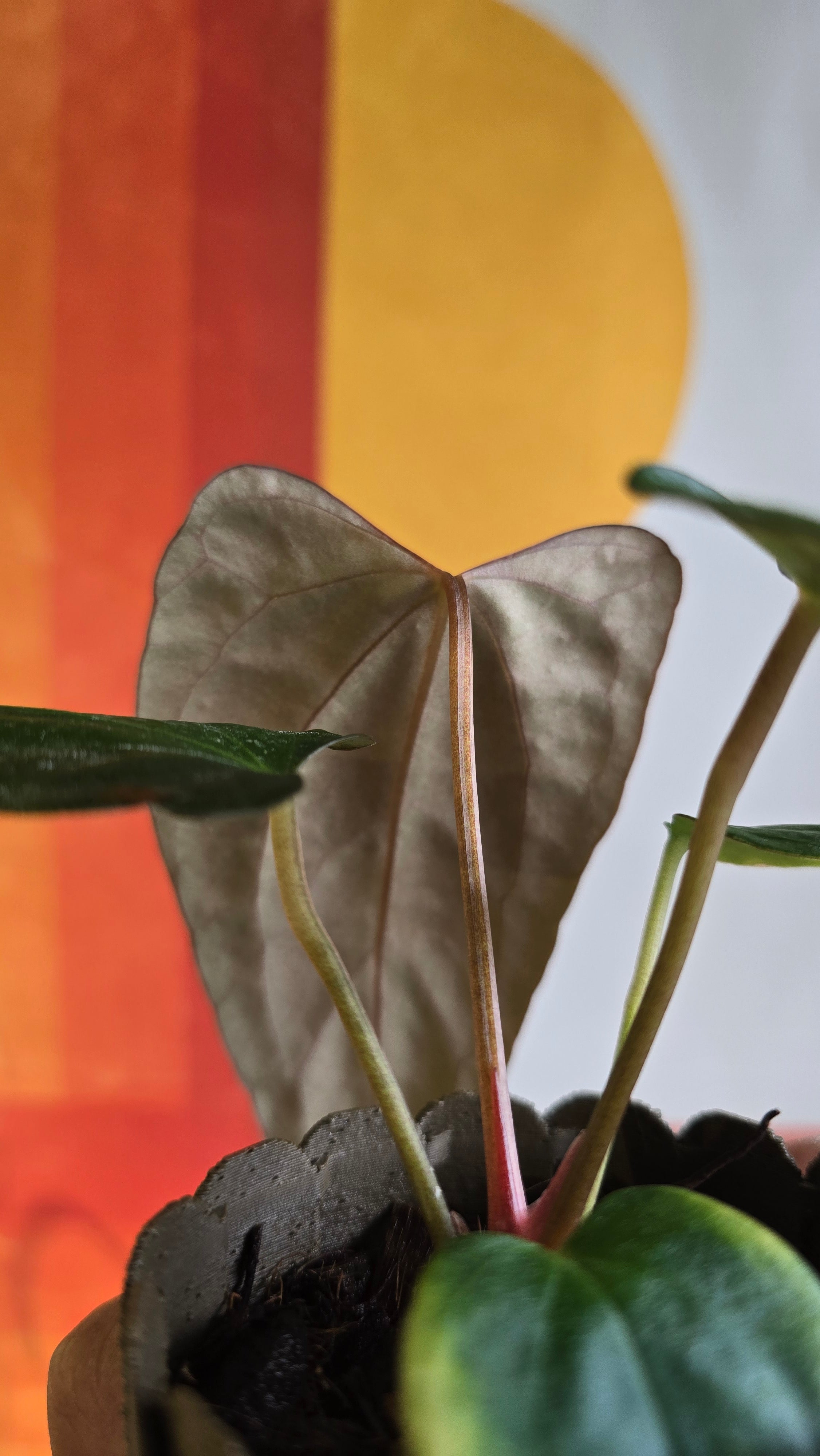 (subsignatum x papi) x 'Carlaza'  10 in mini petal pot