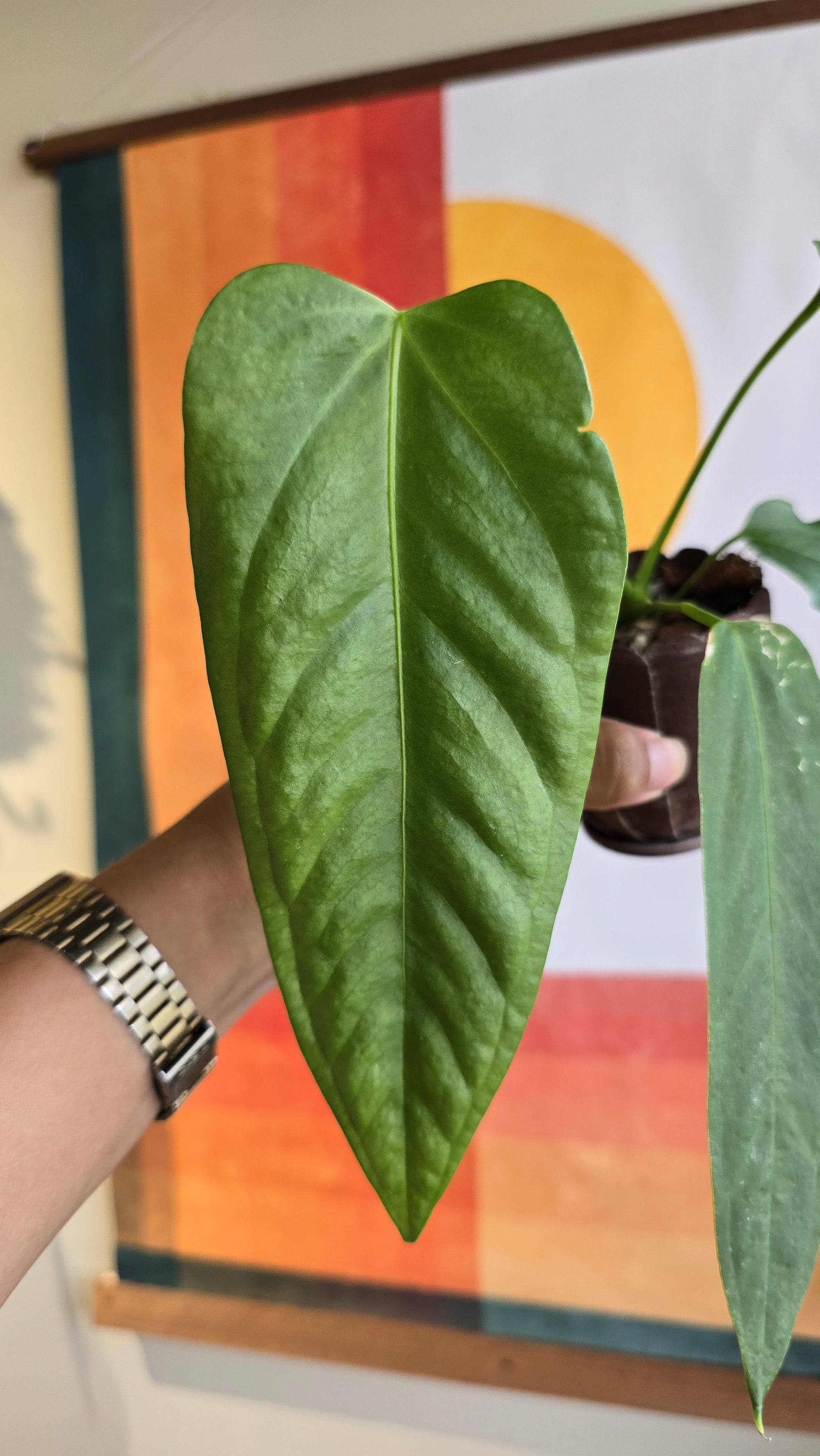 (subsignatum x papi) x panamense  1 In Petal Pot