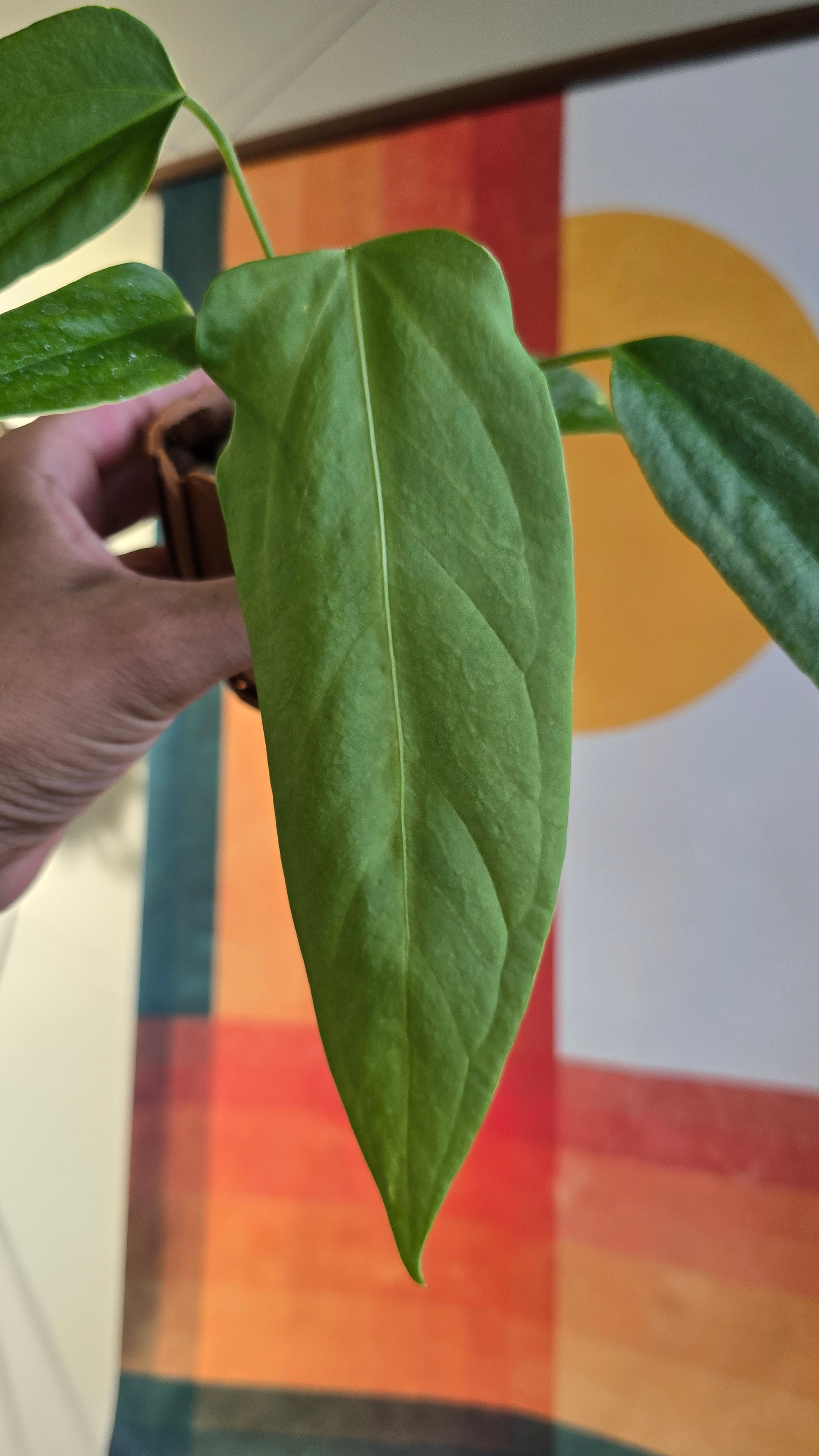 (subsignatum x papi) x panamense  3 In Petal Pot