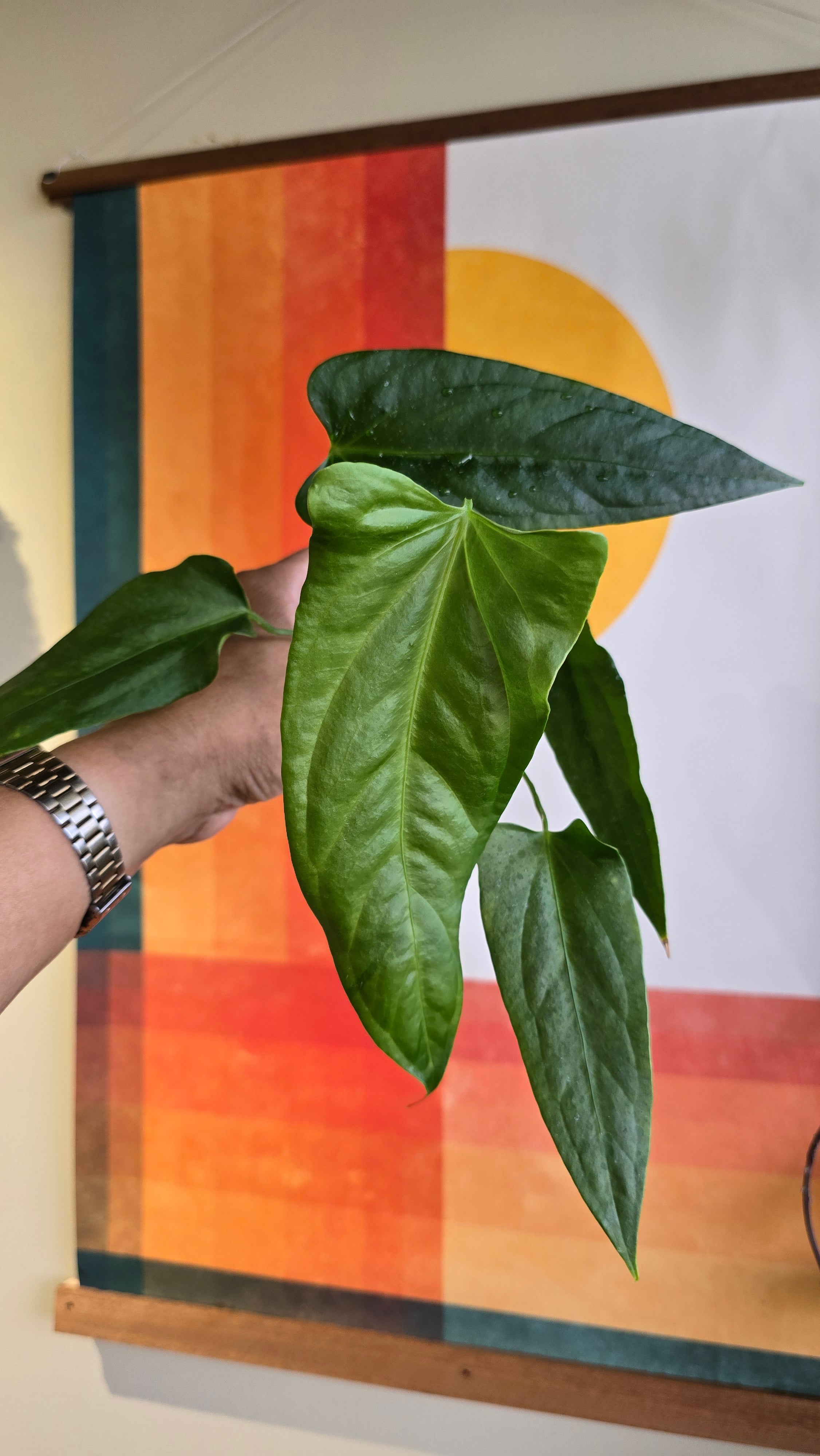 Panamense x (subsignatum x papi) 2