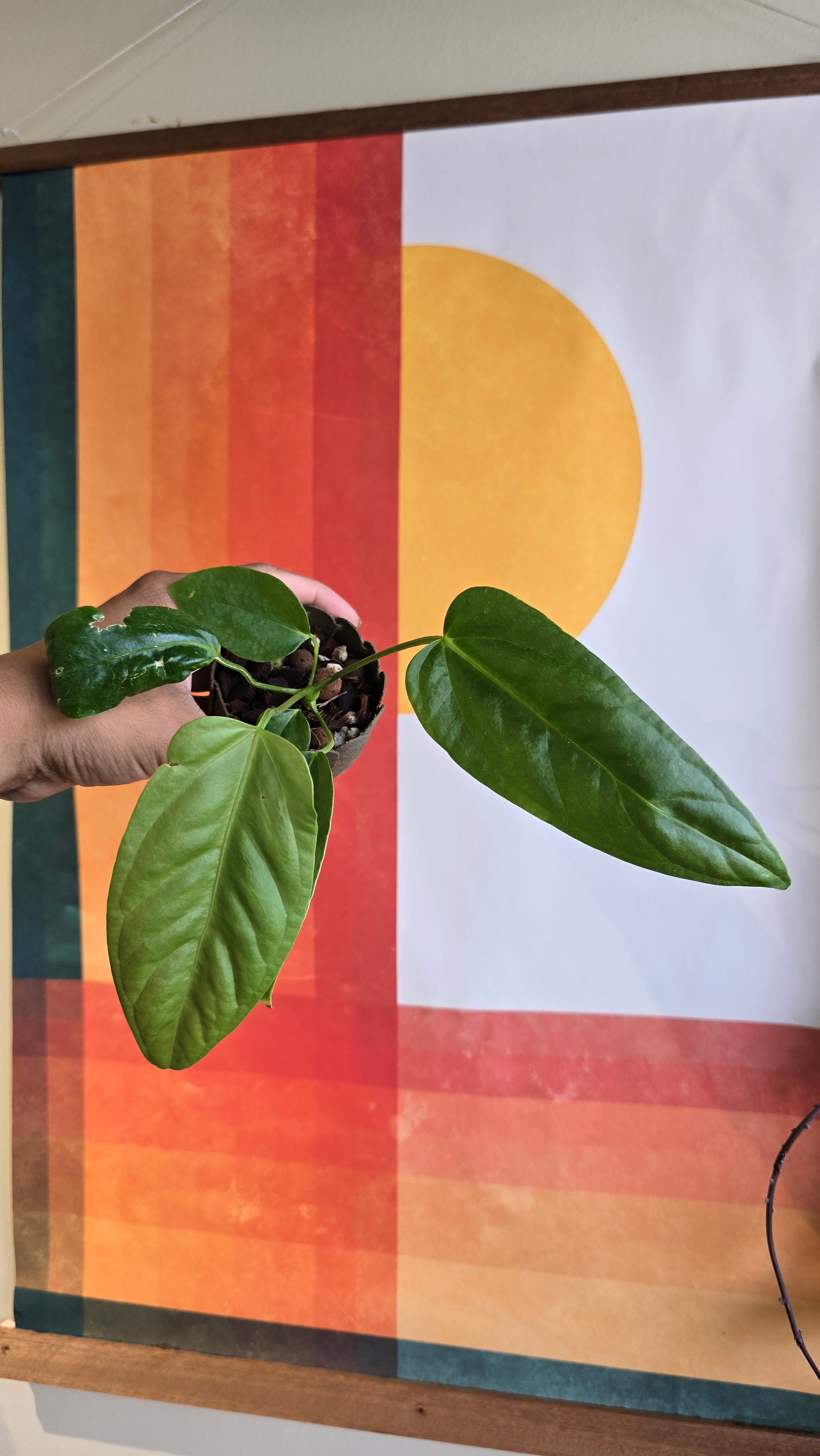 (subsignatum x papi) x panamense  2 In Petal Pot